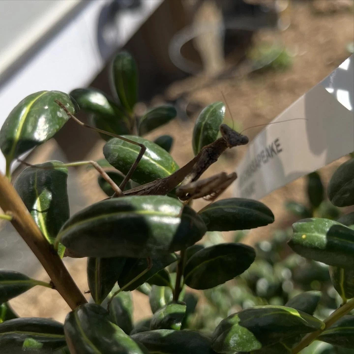 A surprise guest hitched a ride on a Holly we planted this morning in Pleasantville.  Welcome to the neighborhood, buddy.