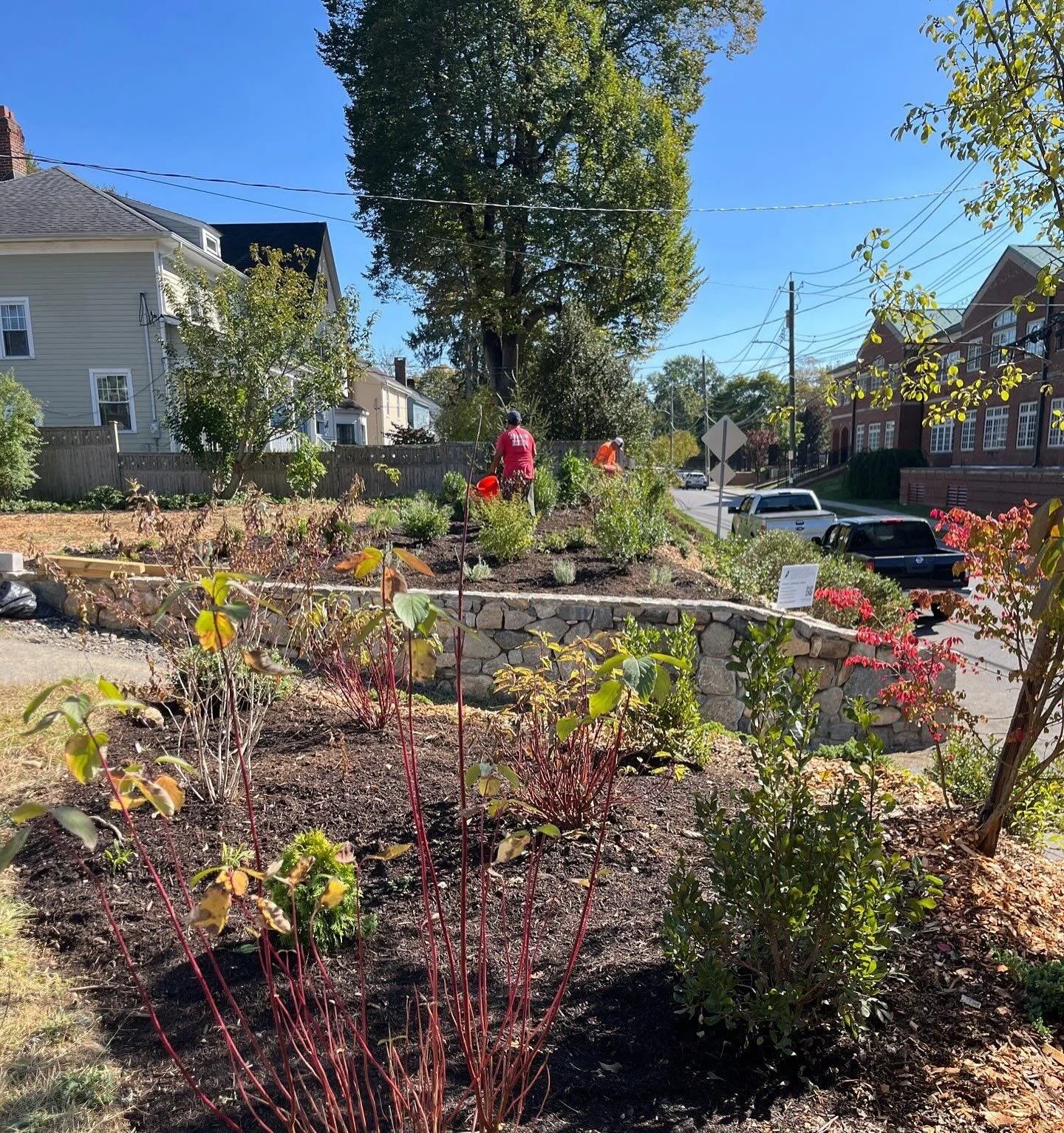 Some before-and-afters from our recent project in Pleasantville.  Out first task was to beat back the Poison Ivy and Mugwort which had taken over the front yard.  With the weeds under control, we planted a mixed shrub and perennials garden which will