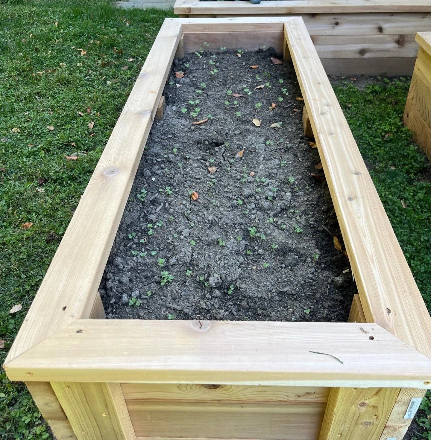 Custom cedar planter boxes from a recent project in Scarsdale!  We usually focus on building vegetable gardens in the winter when the planting season done, but it was fun to get these three beds built in time to put in some cool-season seeds: kale, a