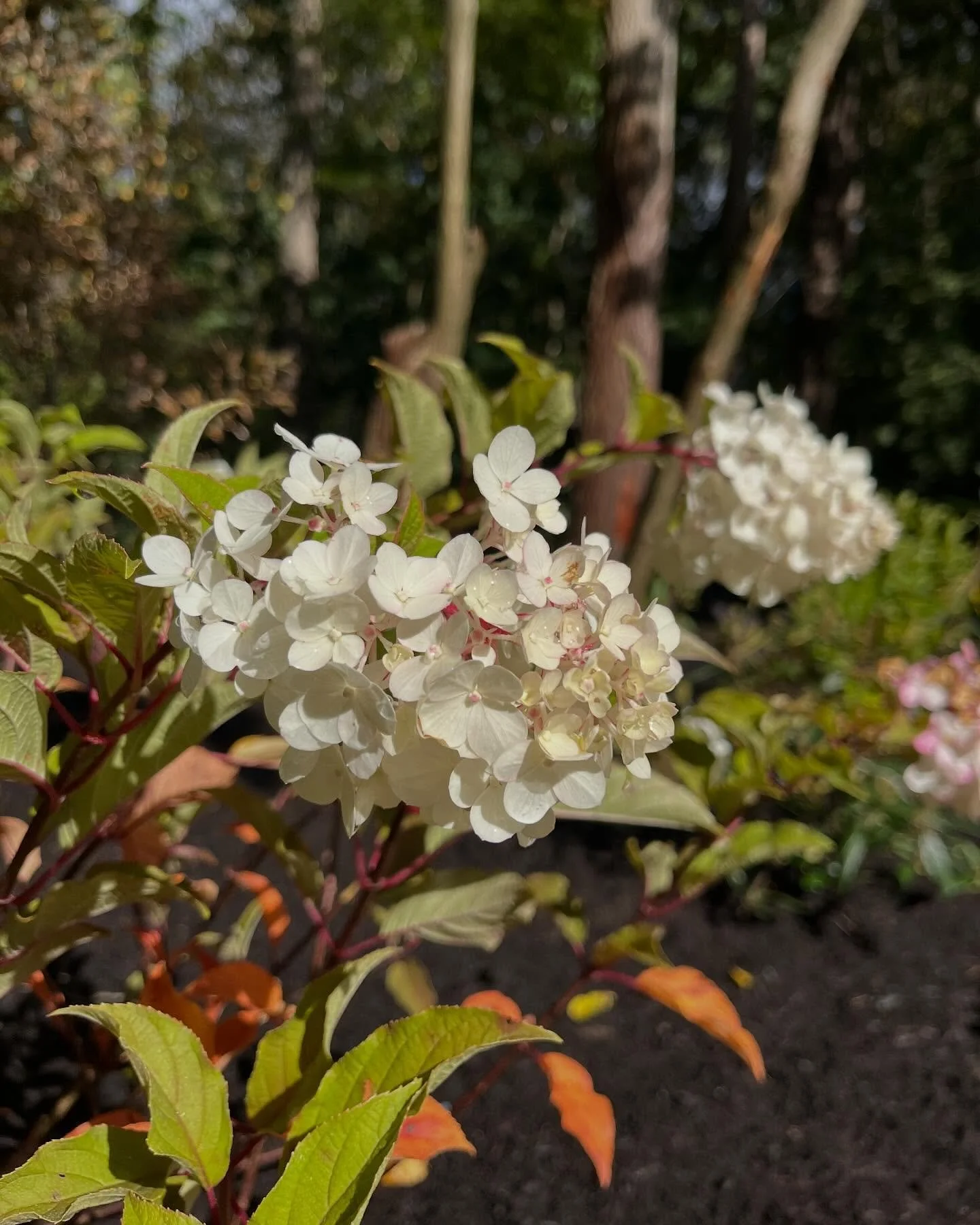 Panicle Hydrangea in a client’s garden in Hartsdale.  A sunny, long-flowering focal point at the start of a long border garden filled with pollinator- and bird-friendly plants.