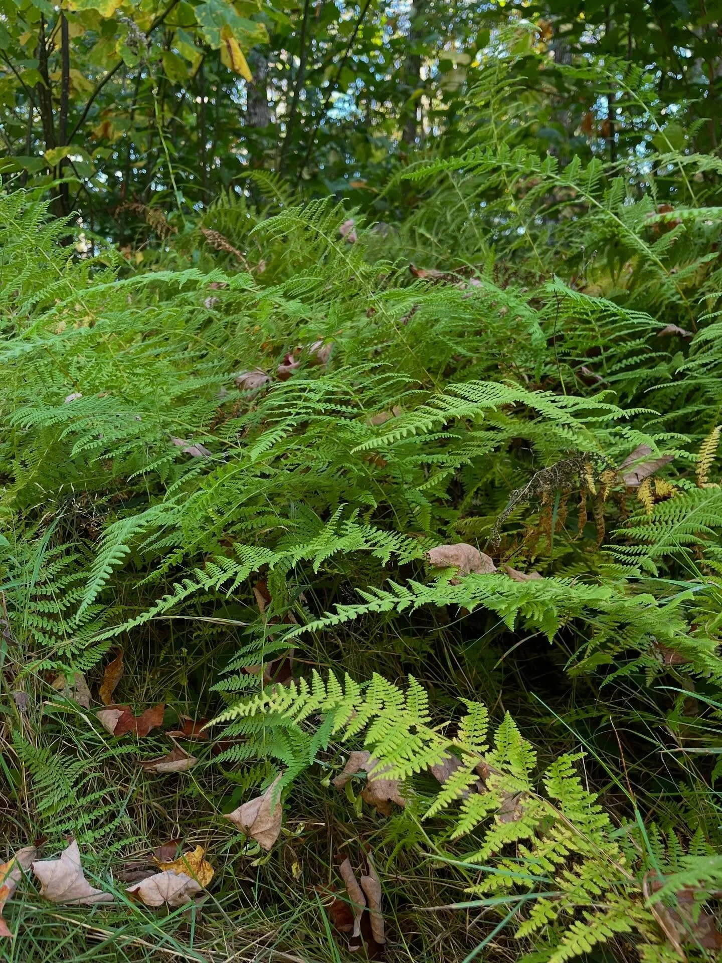 This fall we’ve been planting lots of eastern hayscented fern (Dennstaedtia punctilobula), a delicate and fragrant native fern which spreads quickly by rhizomes and is a little more tolerant of sun and dry soil than other native ferns.  The one