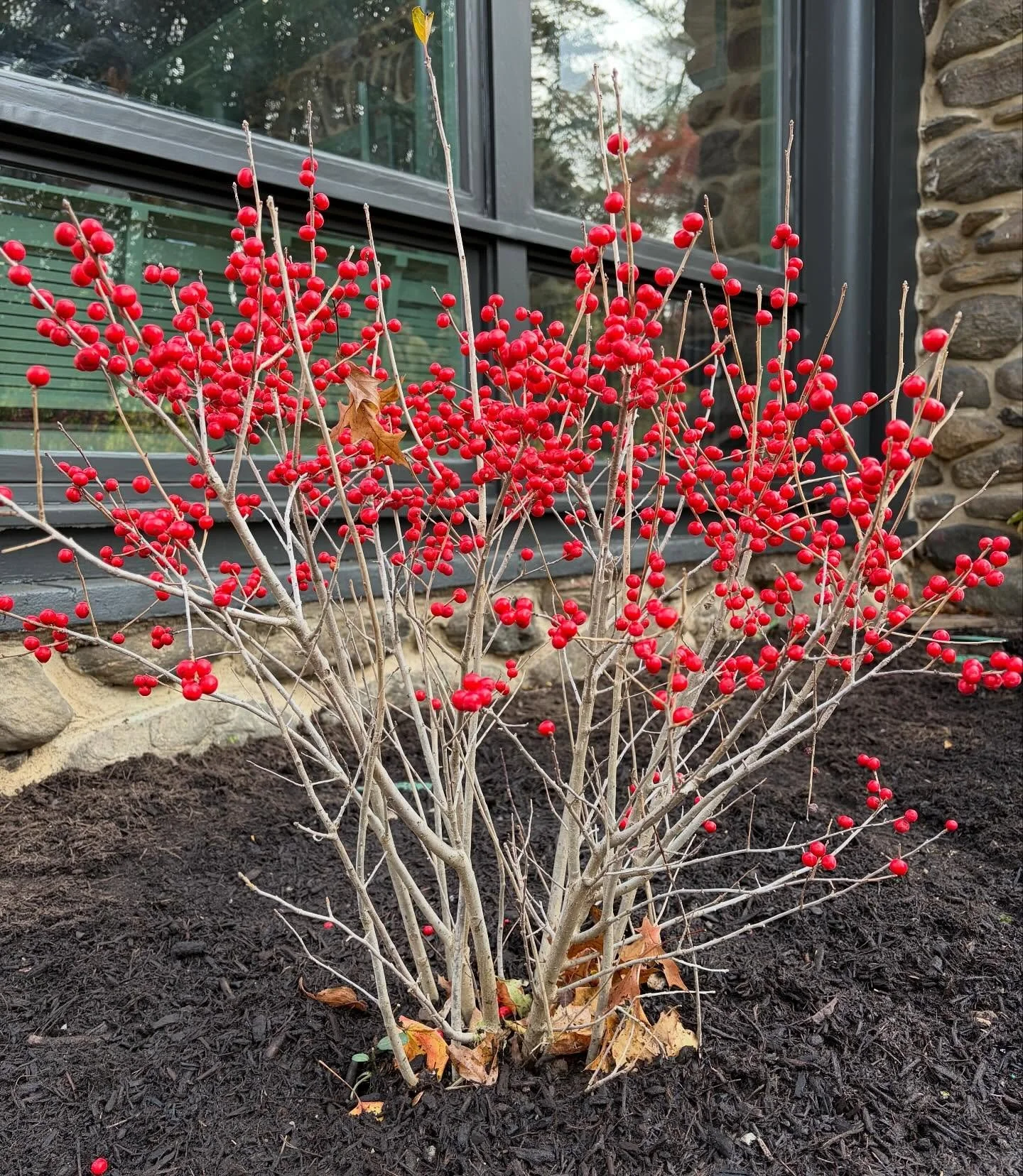 When the client asks for a splash of winter color outside of the new sunroom, my first choice is inevitably going to be Red Sprite Winterberry.  Mix in some evergreen Inkberry, Beautyberry, Yellow Twig Dogwood, and the remnants of Hydrangea flowers a