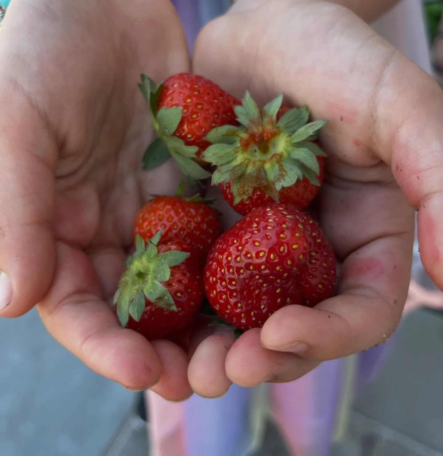 Winter got you down?  Daydreaming about summer?  I&rsquo;m right there with you.  Nothing beats fresh-picked strawberries still warm from the summer sun.  If you&rsquo;d like to add a berry patch to your home garden, get in touch!  We are booking spr