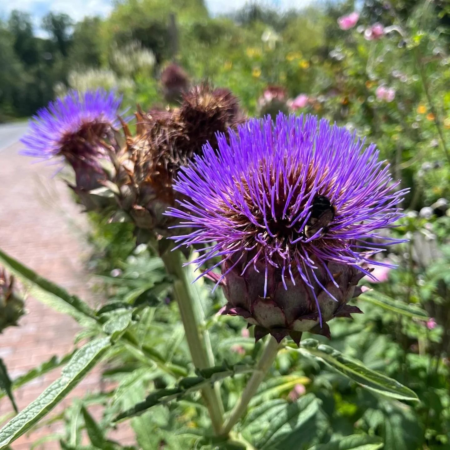 This year, I&rsquo;m thinking about how to integrate food gardens and perennial gardens.  Lots of homeowners I talk to are interested in growing food, but are afraid they won&rsquo;t have time to tend a garden all summer.  Rosewater Garden Design spe