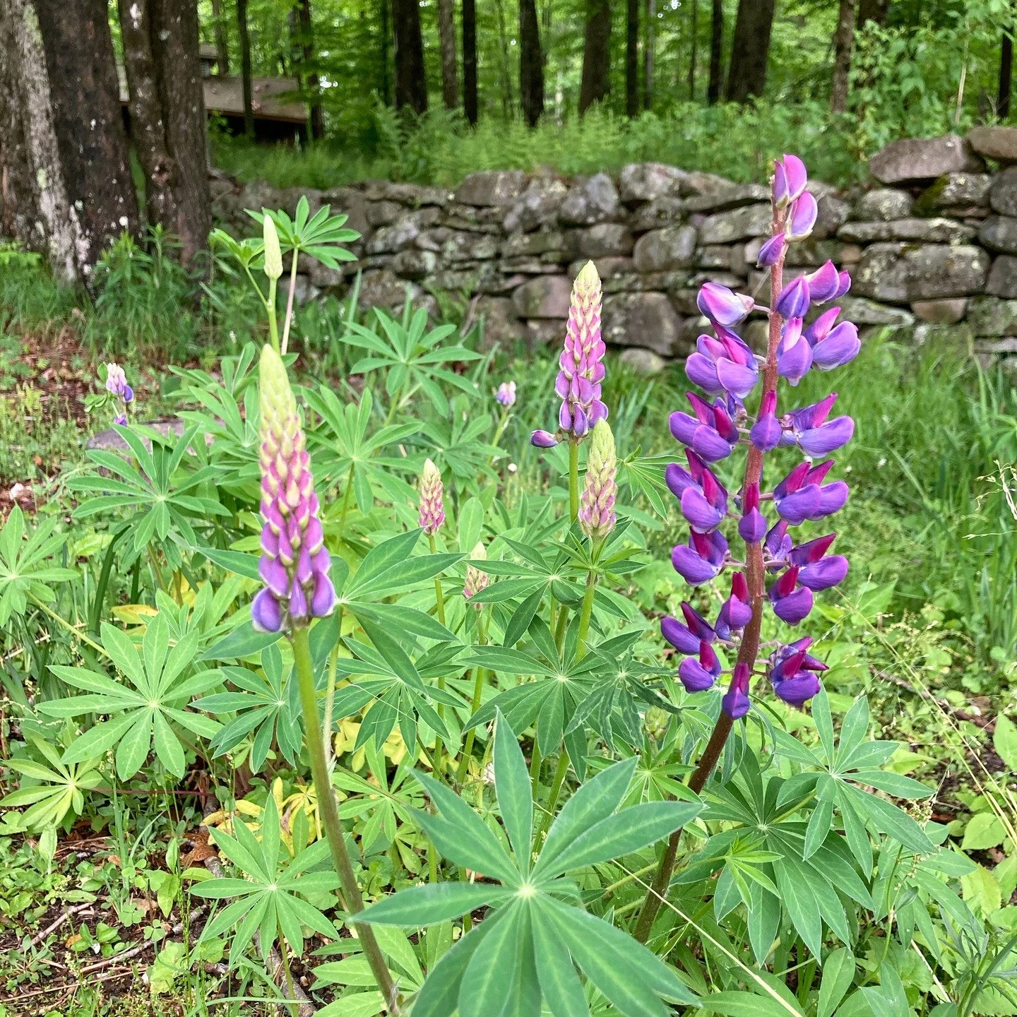 Wild lupine is one of the stars of the spring garden. It's picky about where it's planted, but if you find the right spot it will bloom for years to come. Like all members of the bean (Fabaceae) family, it pulls nitrogen from the atmosphere and fixes
