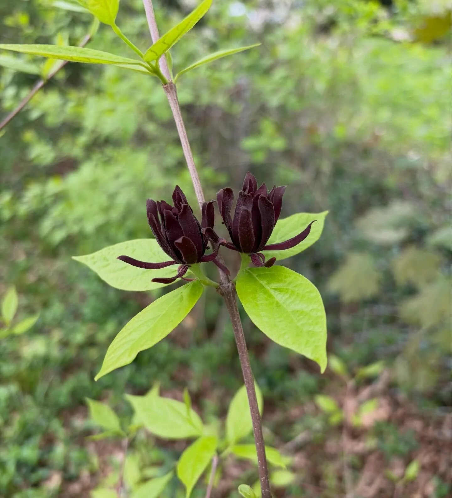 One of my favorite shade-tolerant native shrubs, in bloom in garden I planted many years ago.  Carolina allspice (Calycanthus floridus) is pretty unassuming for most of the year and then sports these cool maroon flowers for a brief time in spring.  E