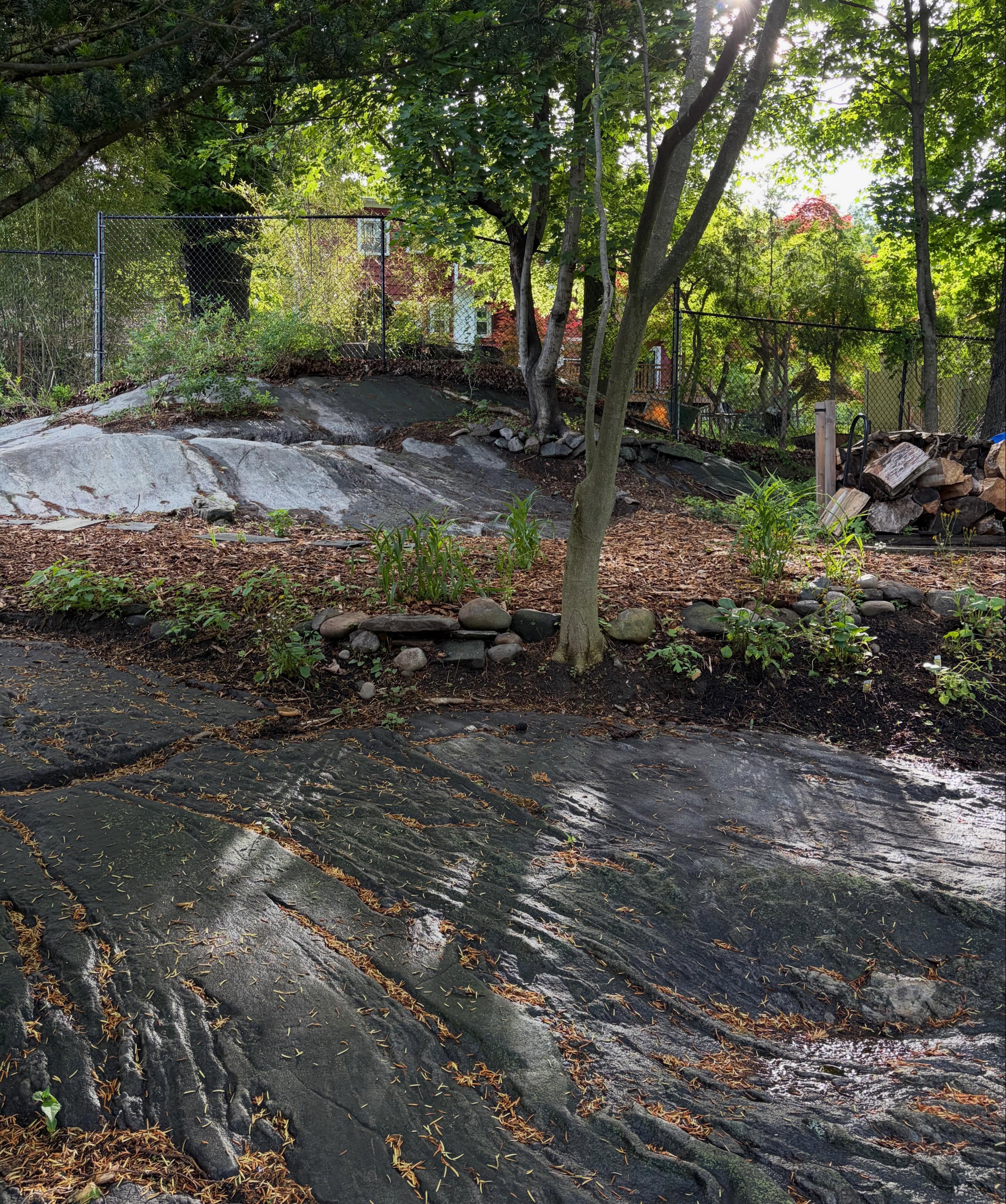 Beneath the weeds, bedrock &mdash; and a birdbath!  An unplanned feature of this project was uncovering this massive, beautiful bedrock hiding under a few inches of soil and a thick carpet of Mugwort &amp; other invasive weeds.  Our crew spent hours 