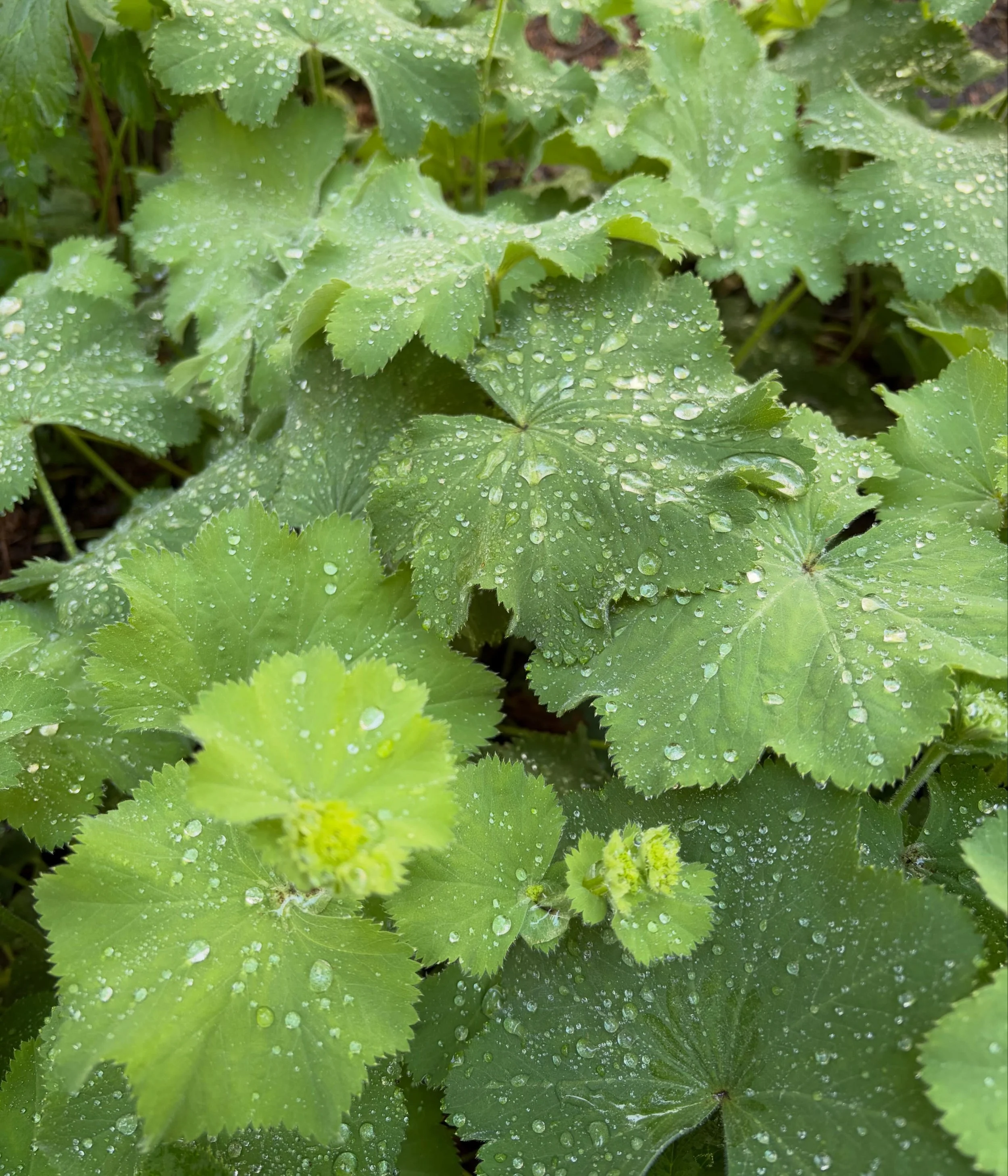 Raindrops on Alchemilla mollis aka Lady&rsquo;s Mantle, in a client&rsquo;s garden in Tarrytown.