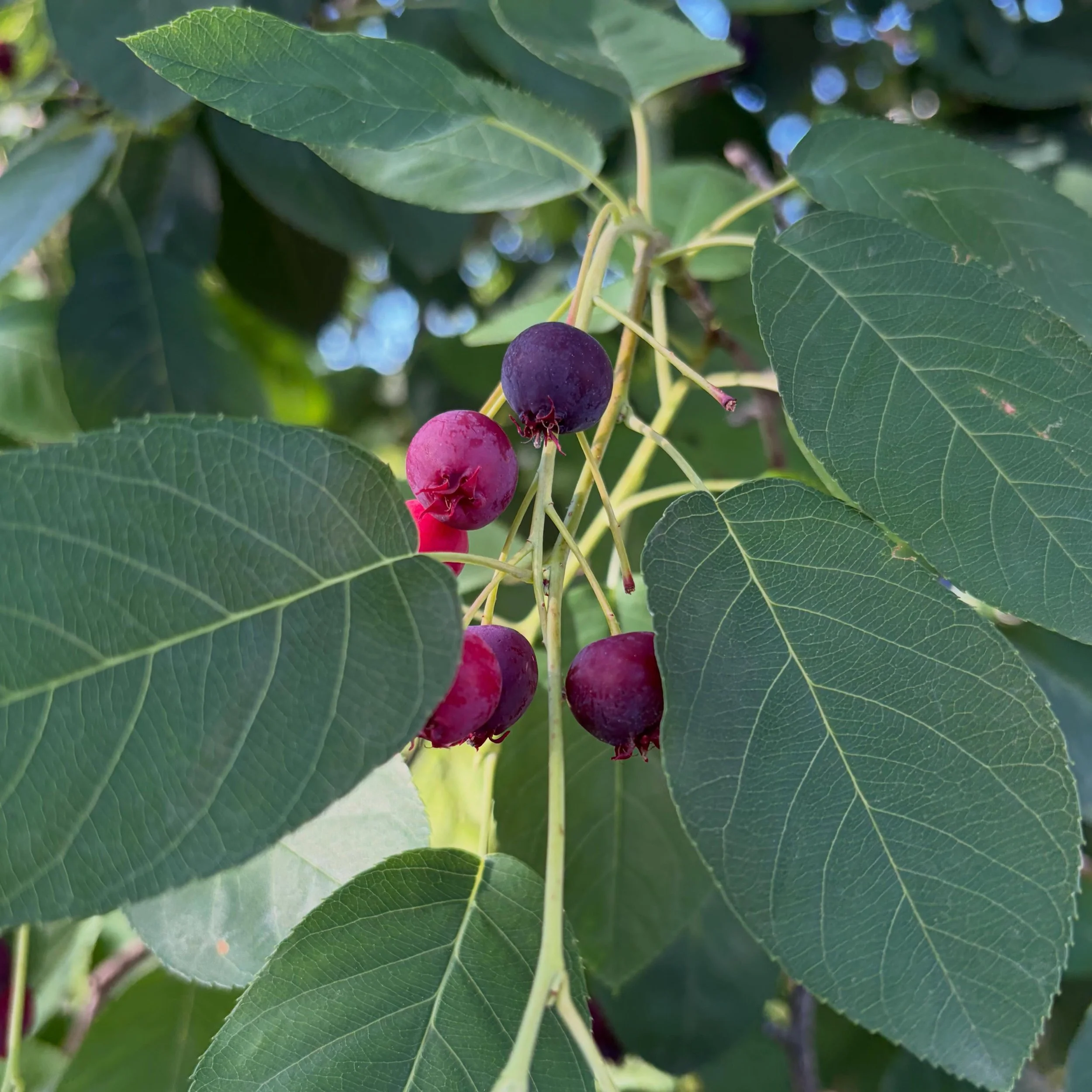 Serviceberries may be my favorite native tree to plant.  They have bright white flowers in spring, edible berries in  June, and great fall foliage. They are a real powerhouse in the pollinator garden, providing habitat for dozens of species of caterp