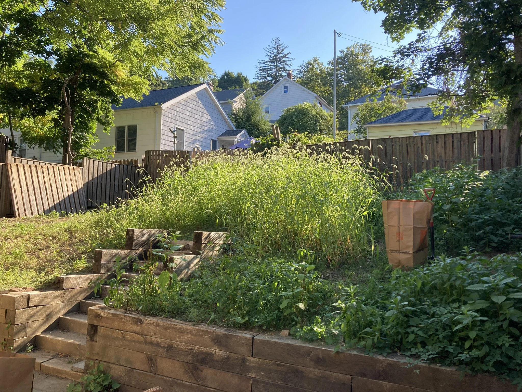 Grass from dormant seeds found an opportunity once vines were removed