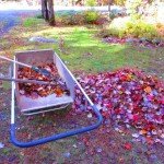 leaves-and-wheel-barrel-150x150.jpg