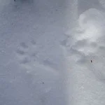 mink-150x150.jpg