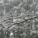 snow-on-tree-150x150.jpg