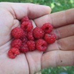 raspberries-150x150.jpg