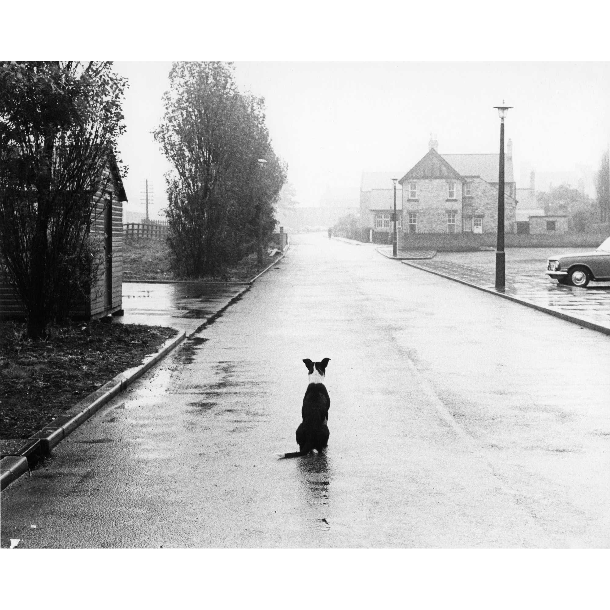SQ-1969-6-5-39-LP-RGB_Dog-on-wet-day_Ashington.jpg