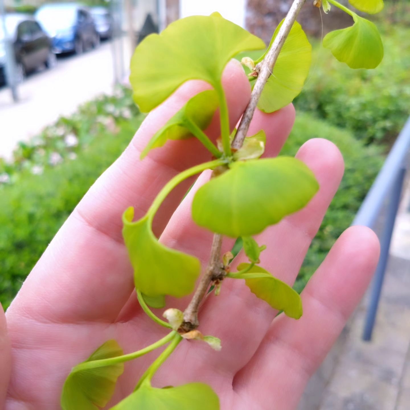 Ginkgo!

Just look at these small and beautifully formed green ginkgo leaves.

This morning I took my own advice and gazed up into the ginkgo trees at Southmead Hospital. 😁

These trees inspired the artwork I was commissioned to create last year and