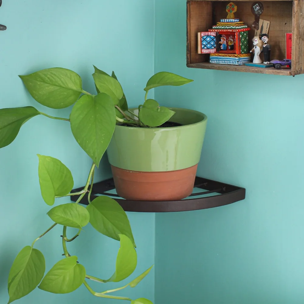 Corner Plant Vita Wall Shelf  Achla Designs Products | Unique Home &  Garden Dcor, Tools & Accessories  Achla Designs | Minuteman International