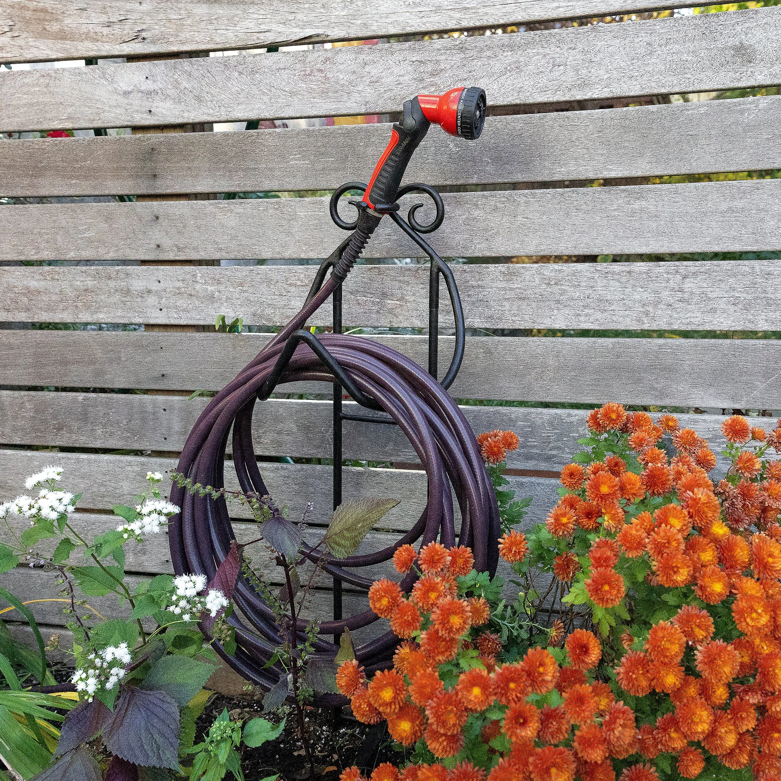 Garden scene with a black metal hose holder, orange chrysanthemums, white flowers, green leaves, and a wooden fence in the background.