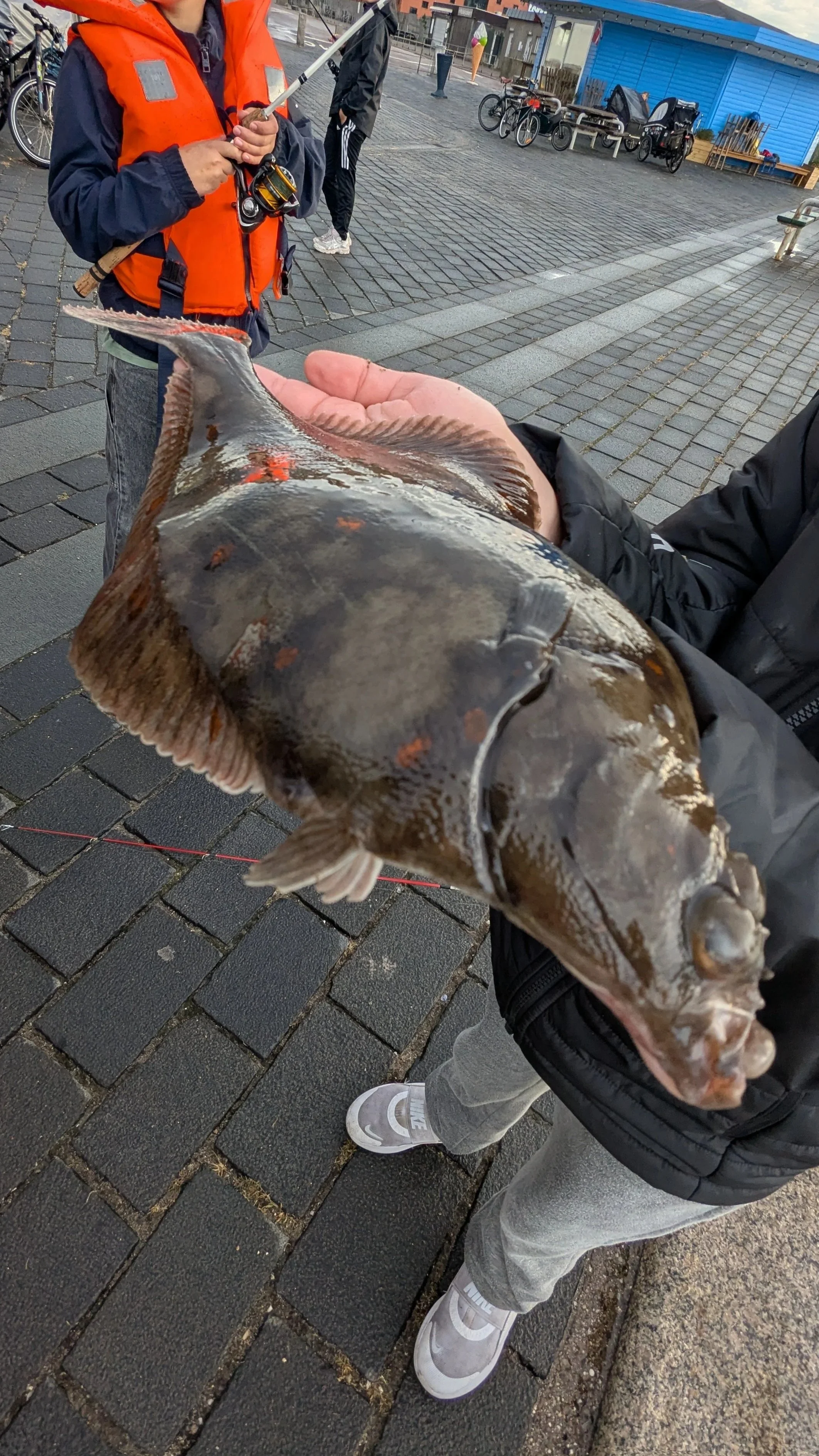 U13 Members only: Fladfisketur til Helsingør