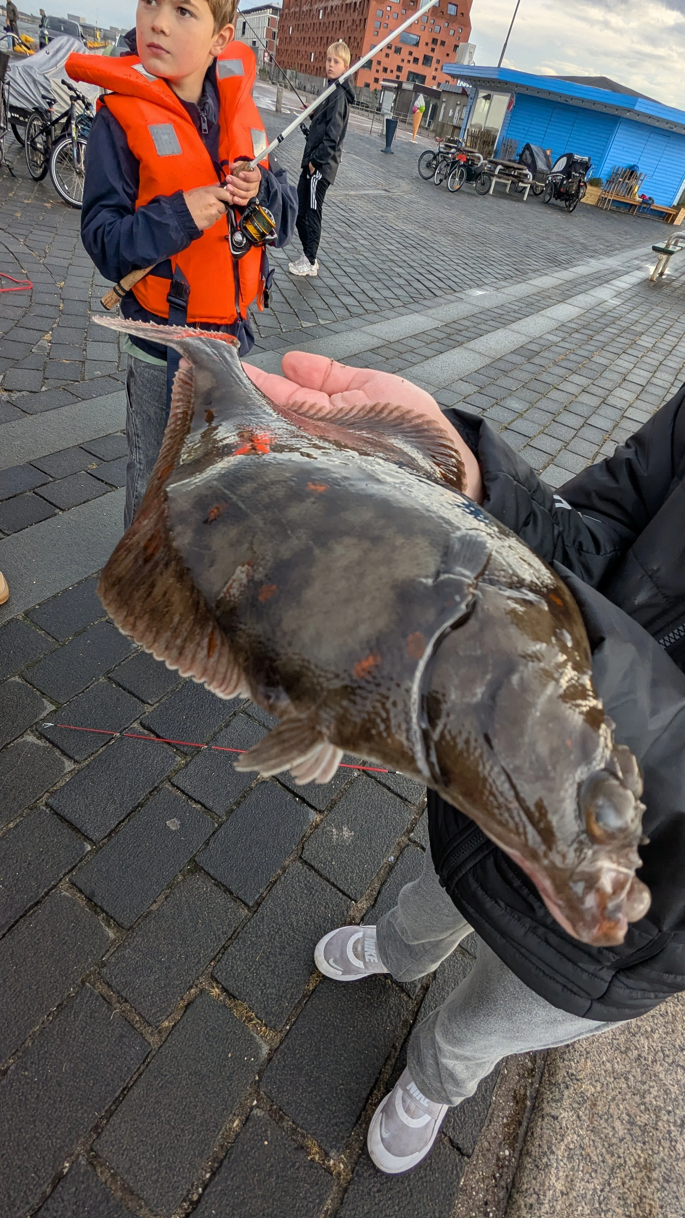U18 Members only: Fladfisketur til Helsingør