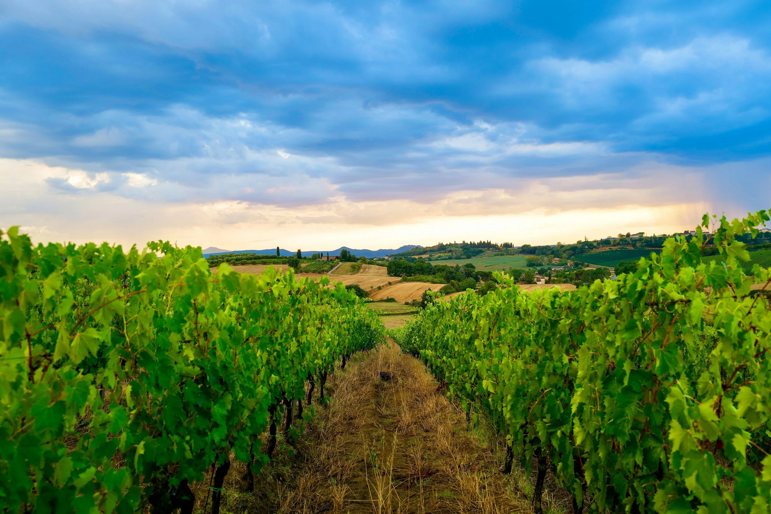 Carte des Vins de France : Identifiez nos terroirs | MonPetitCaviste