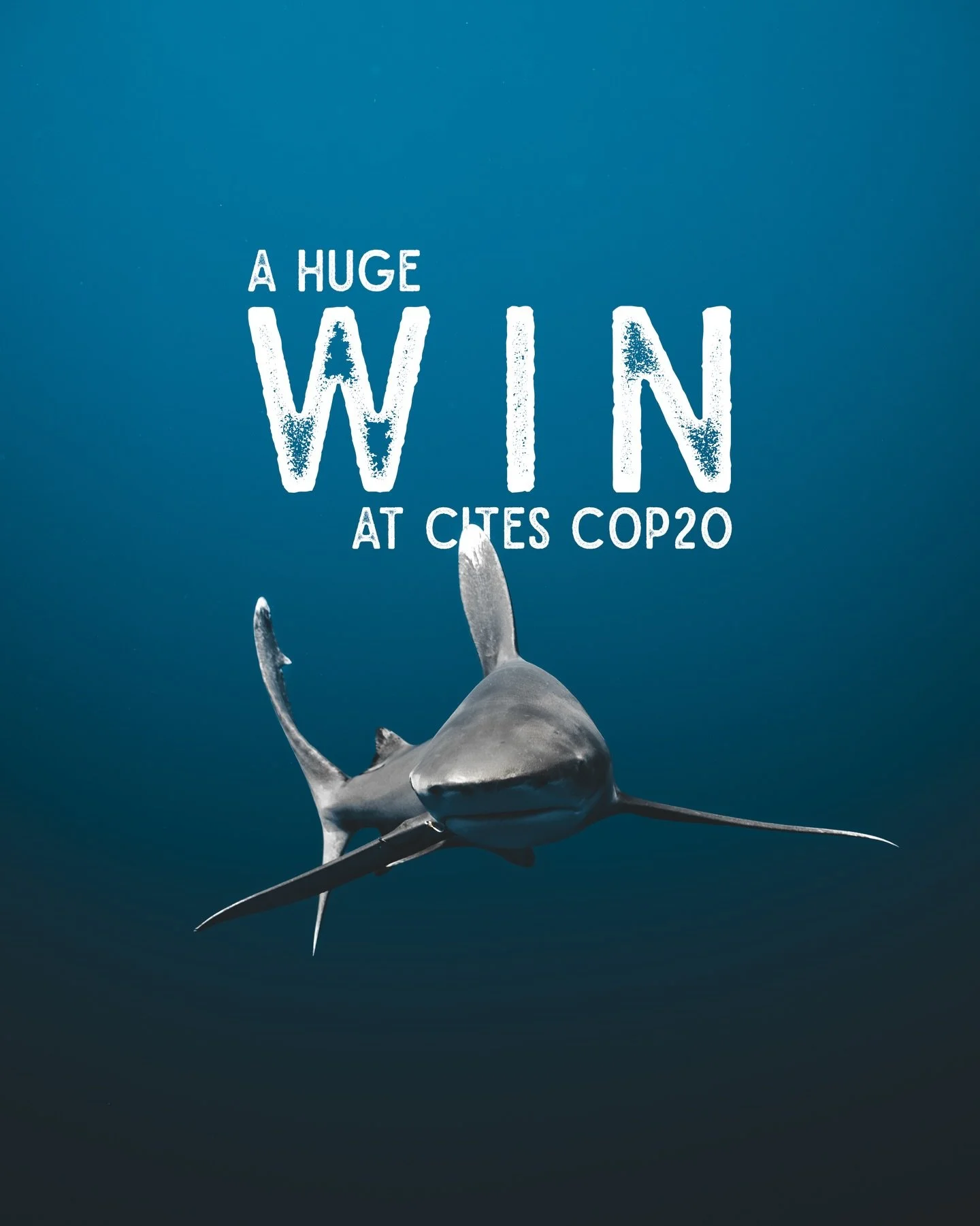 &bull; HUGE WIN AT CITES COP20 &bull;

CITES COP20 just happened:

Countries met to decide how international wildlife trade is regulated, including updating protections for species, approving or banning trade, and strengthening rules to prevent overe