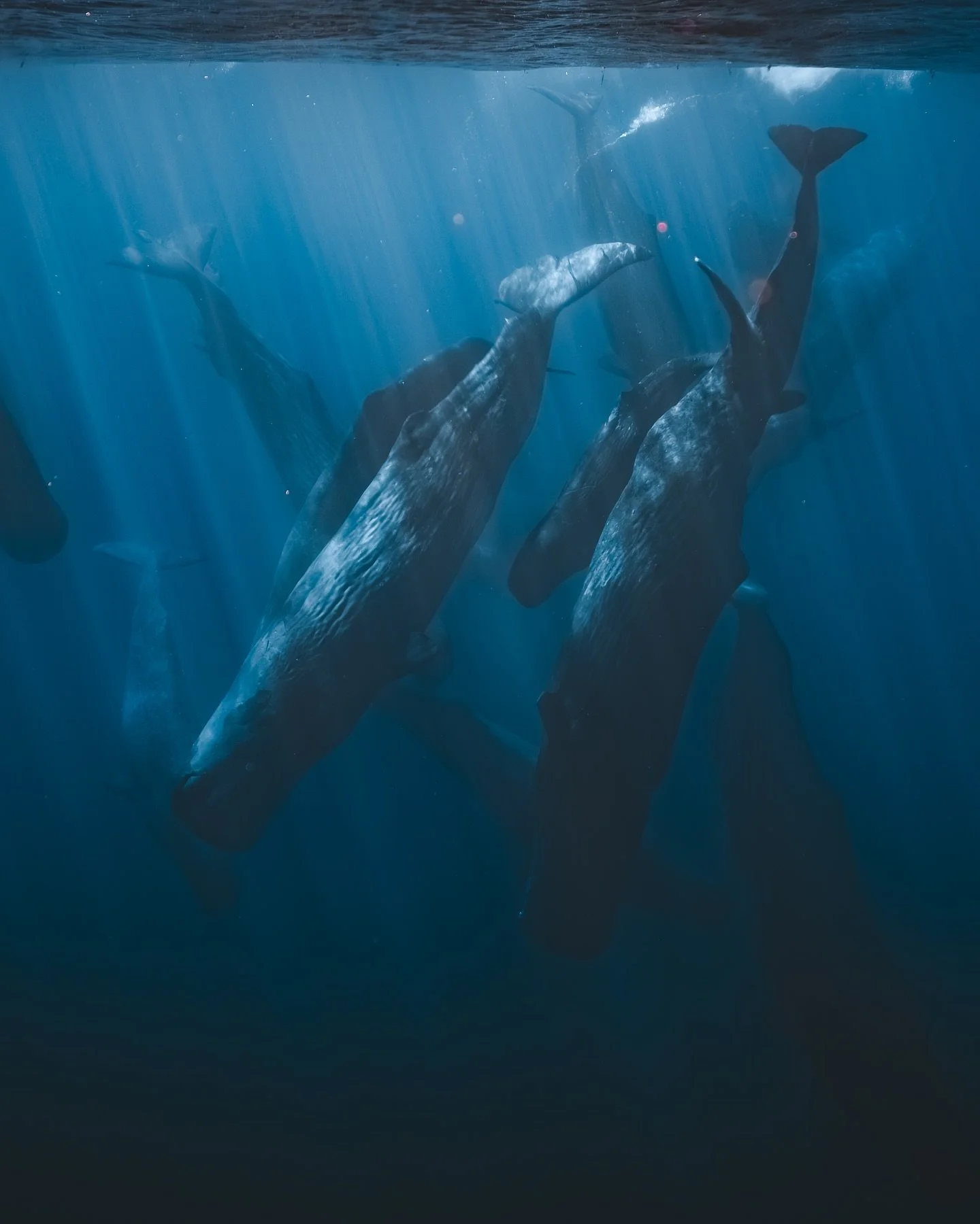 &bull; SPERM WHALES &bull;

The ocean is such a special place because you never know what to expect and today proved it once again&hellip;

As we were going out in search of Humpback Whales, we received a call from a friend reporting a massive of Spe