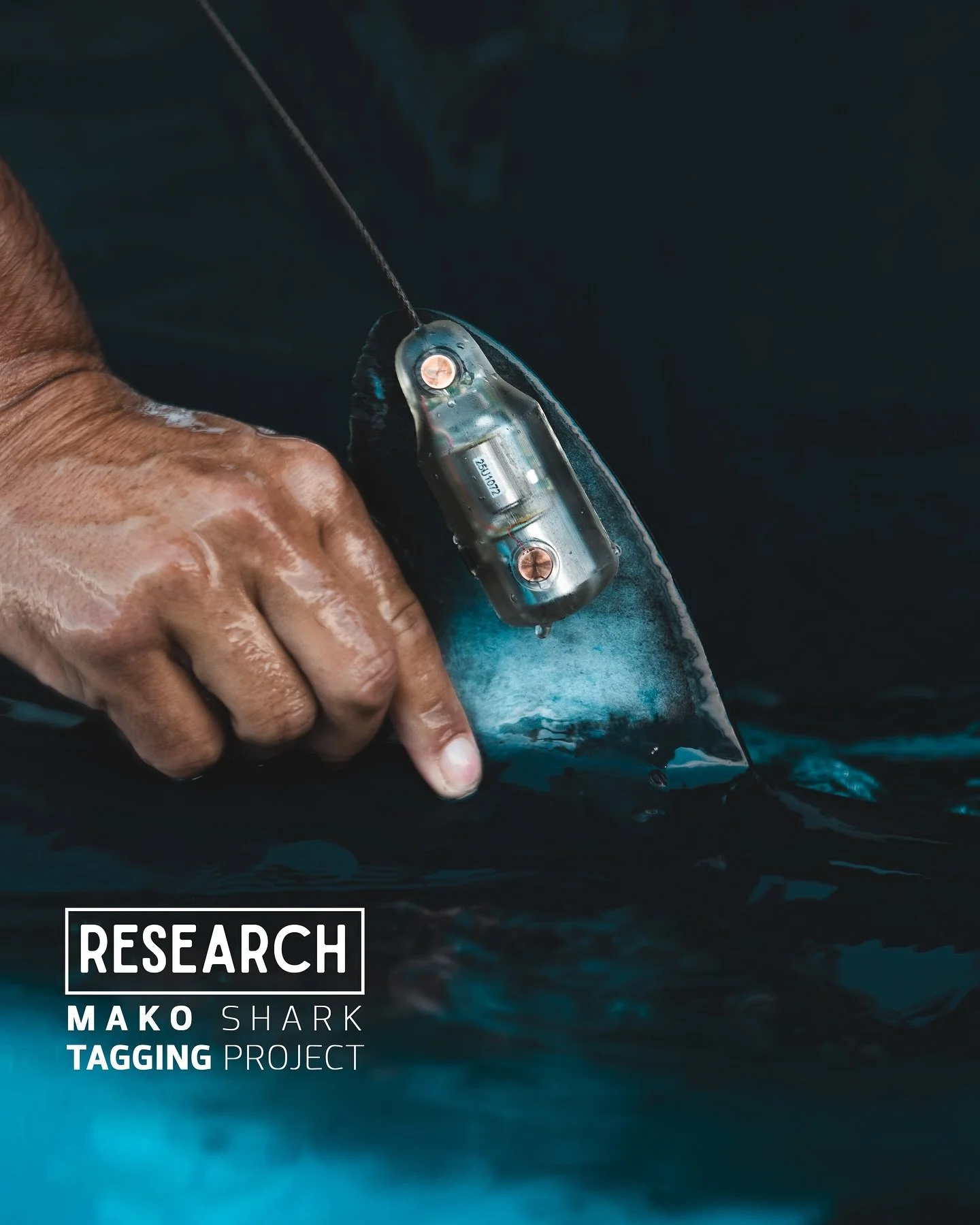&bull; MAKO SHARK TAGGING PROJECT &bull;

Meet Ixchel, the 7th Shortfin Mako we&rsquo;ve successfully tagged for our Mako Shark Research Project in collaboration with @sharkresearchmexico &amp; @bajasharkexperience !

Tagging Makos is an extreme miss