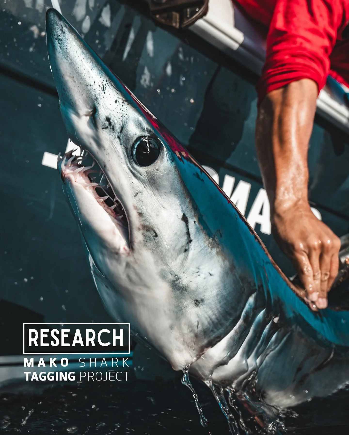 X MAKO SHARK TAGGING PROJECT X

Meet Evans, the 6th Shortfin Mako we&rsquo;ve successfully tagged for our Mako Shark Research Project in collaboration with @sharkresearchmexico &amp; @bajasharkexperience !

Tagging Makos is an extreme mission that is
