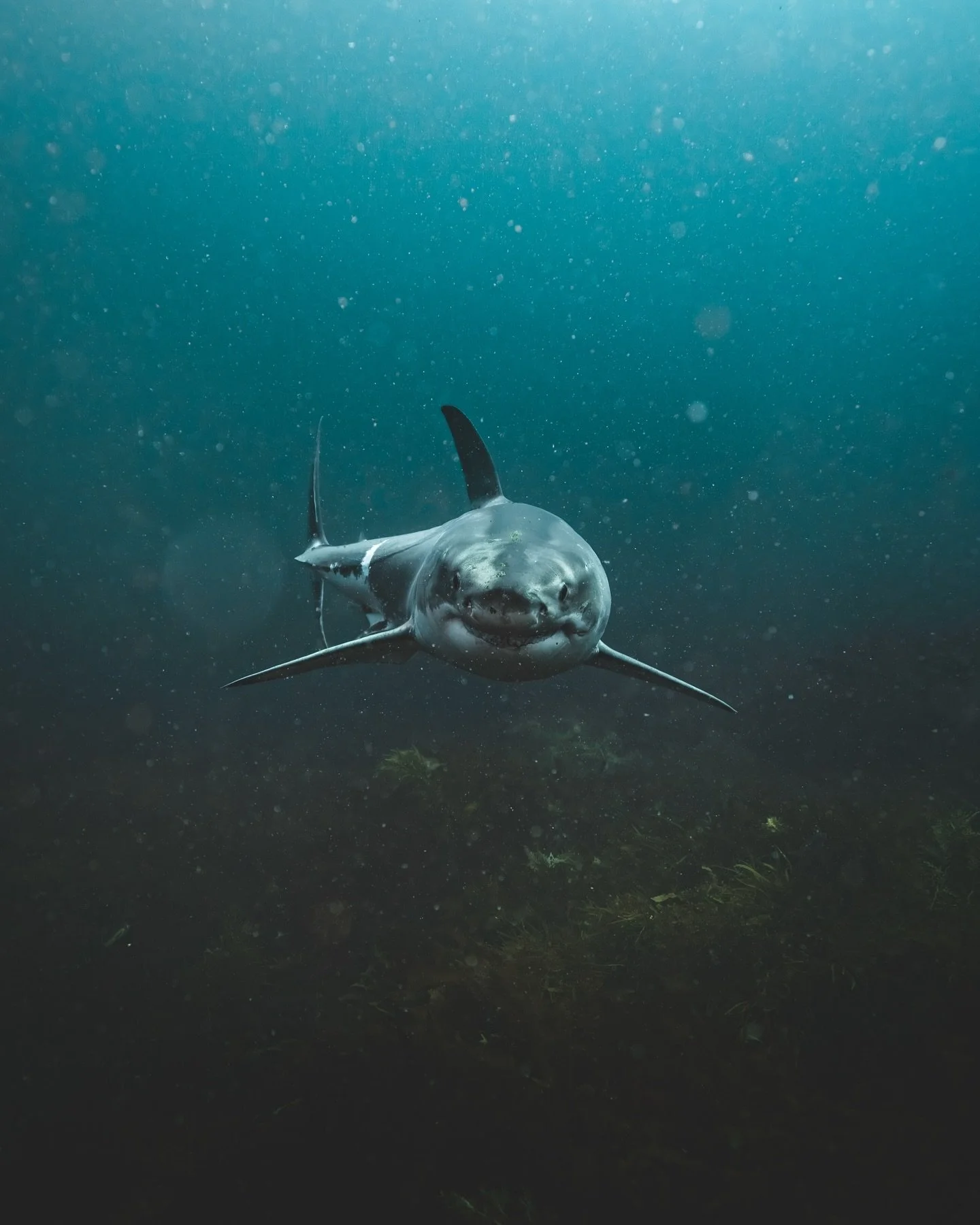 &bull; 2024 TOP SHOTS &bull;

Images have always been at the core of our conservation work as a way to connect everyone and anyone with the infinite beauty of the ocean in order to drive and encourage conservation !

To wrap up 2024, here are some of