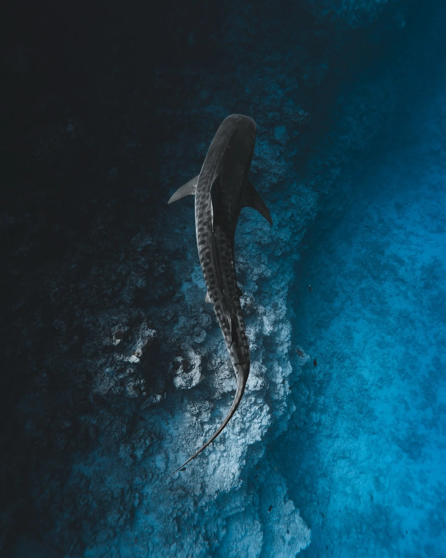 &bull; 2025 BEST SHOTS &bull;

Images have always been at the heart of our conservation work, serving as a powerful bridge between people and the ocean&rsquo;s infinite beauty.

Through compelling visuals, we aim to connect anyone and everyone to a w