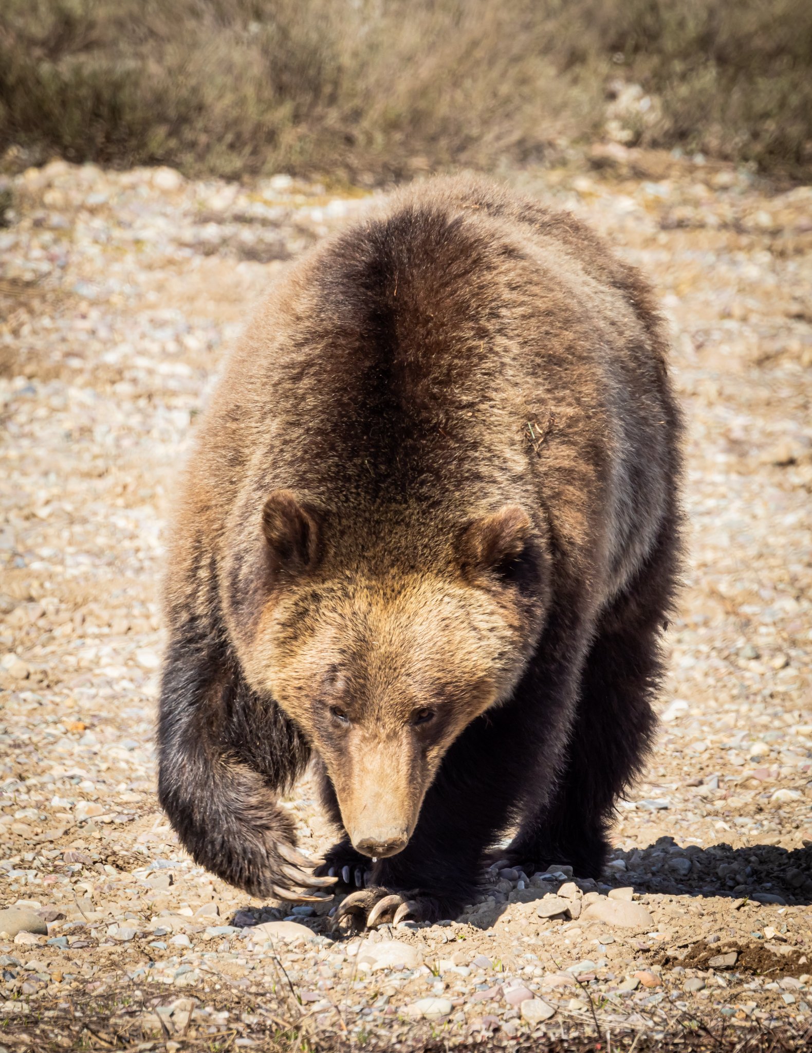 Grizzly 610 .jpg