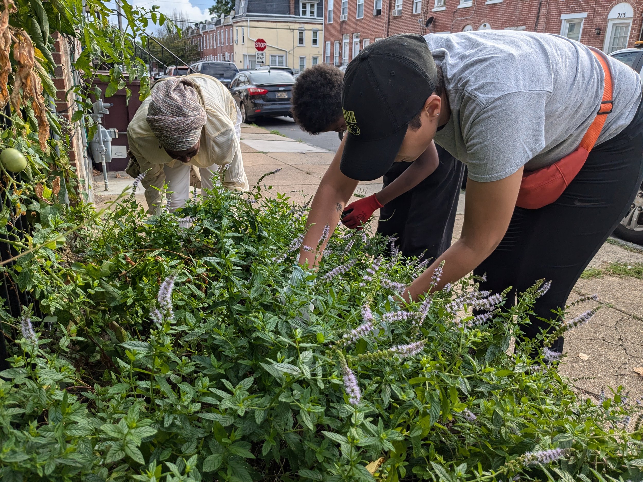 Volunteer at The Village Tree
