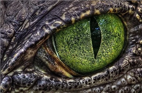 eye croc.jpg