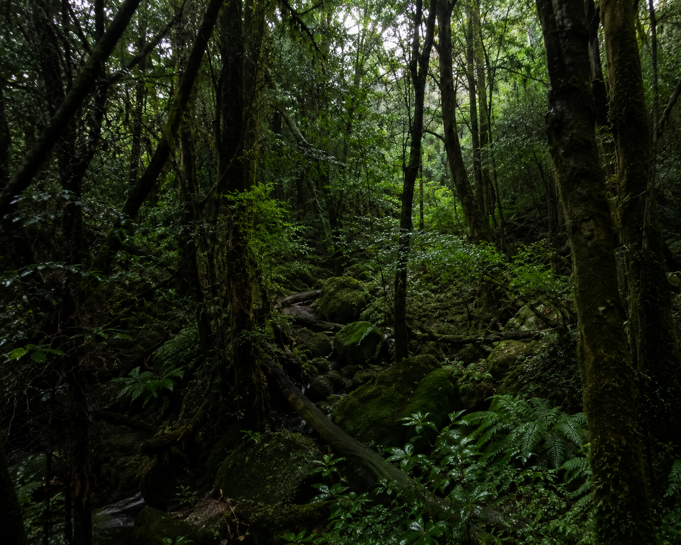 Uma floresta densa com árvores altas, folhagem verdejante e vegetação rasteira, com aparência de um ambiente úmido e sombreado.