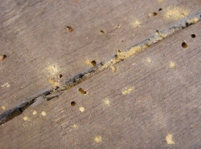 Timber Decay Woodworm in Bristol | Bath