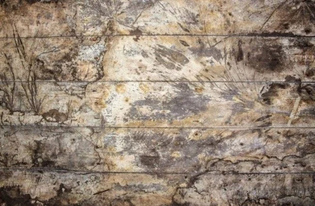 Timber Decay Dry Rot in Bath | Bristol