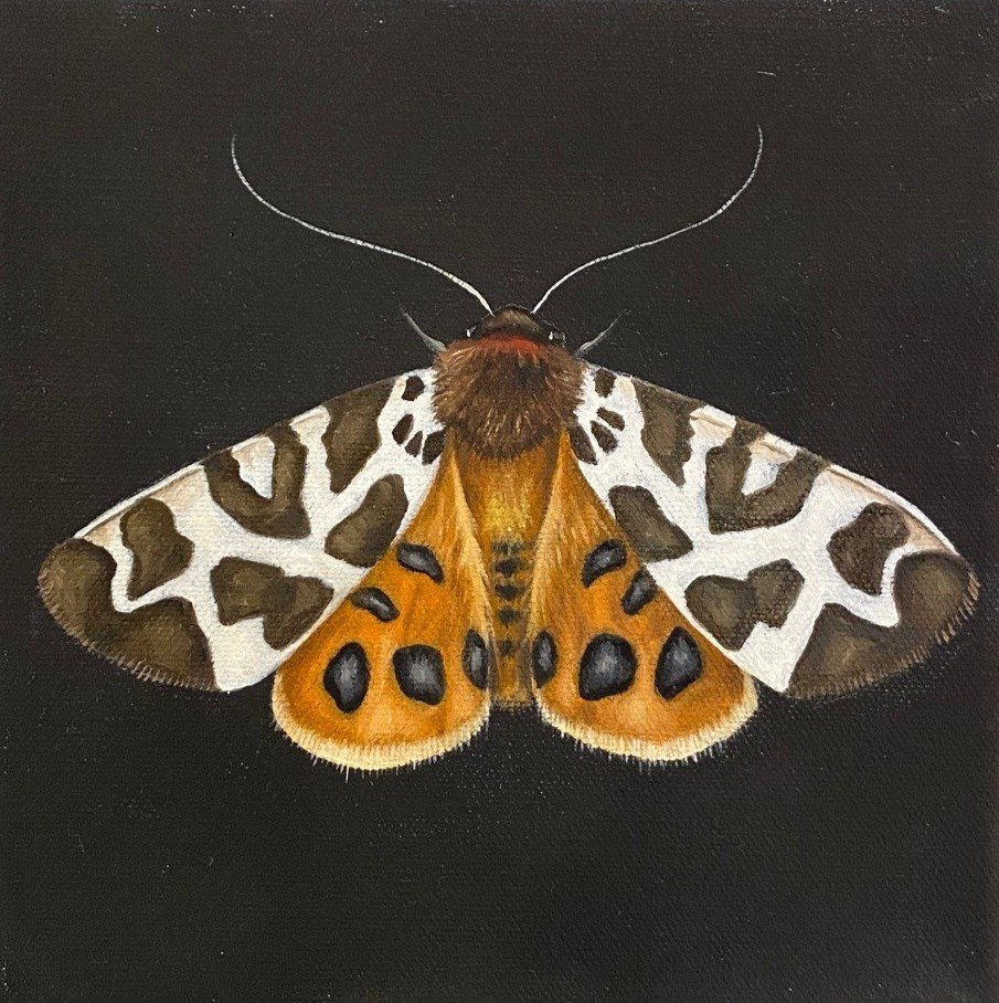 RB_Brown_Orange_Moth_8-3.jpg