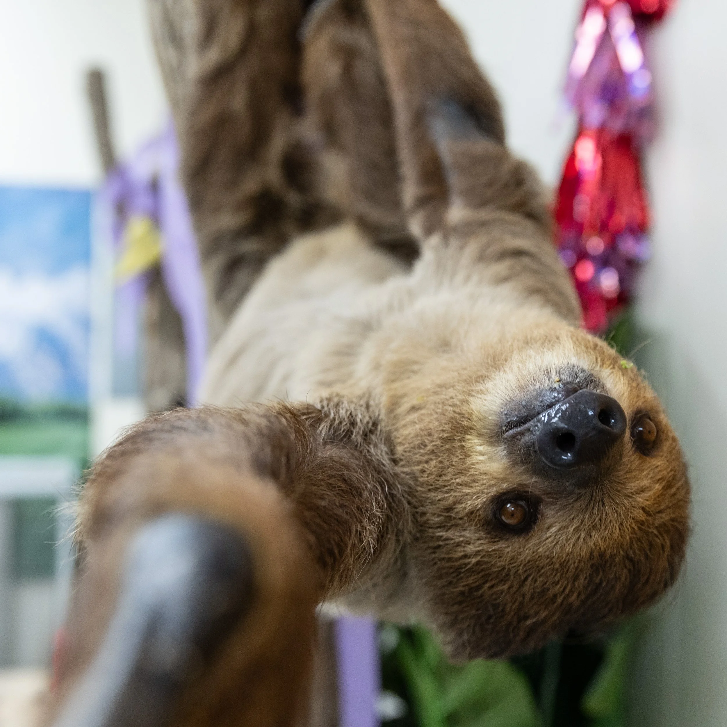 240307_SPF_Sloth-4.jpg