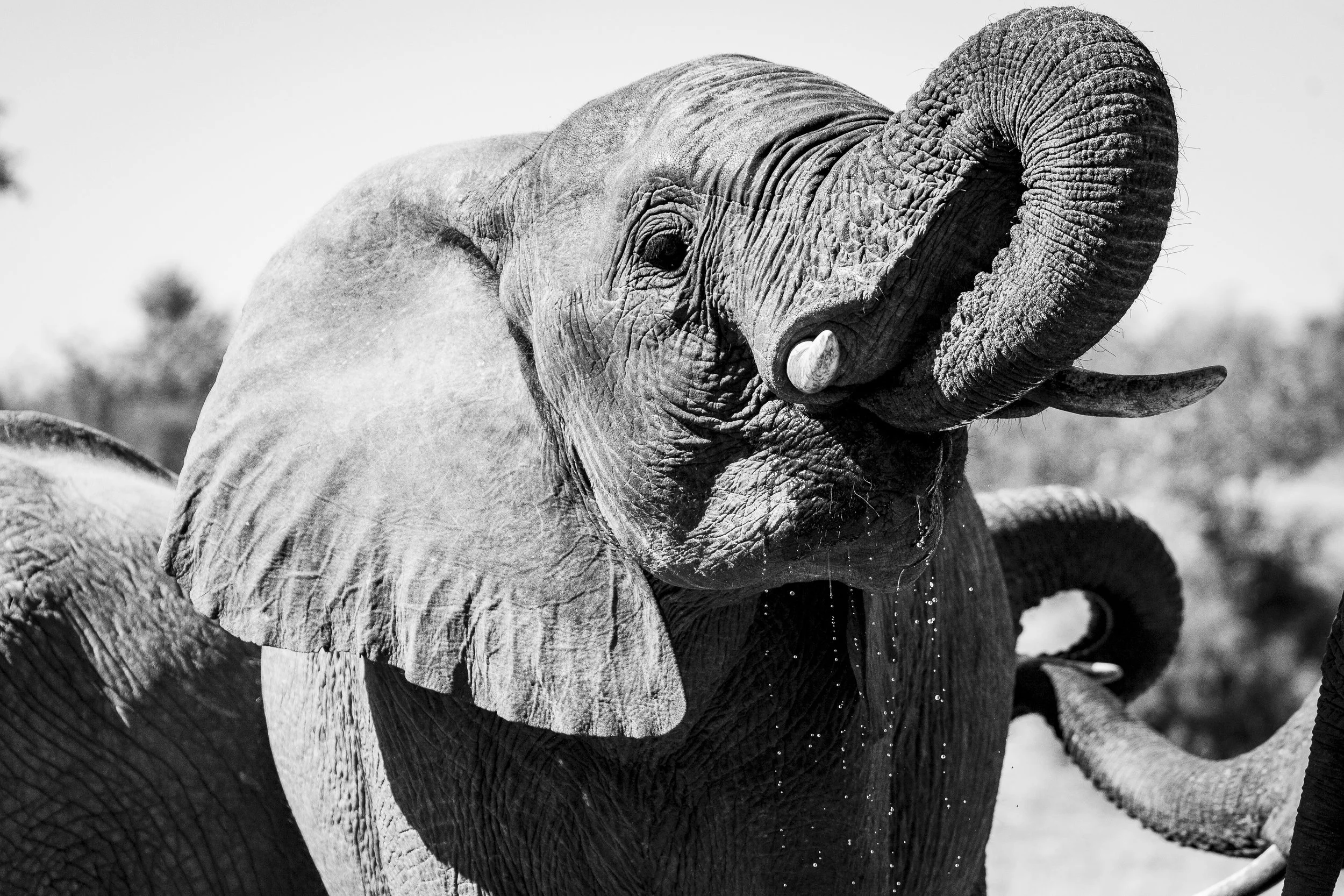 210801_elephant-1.jpg