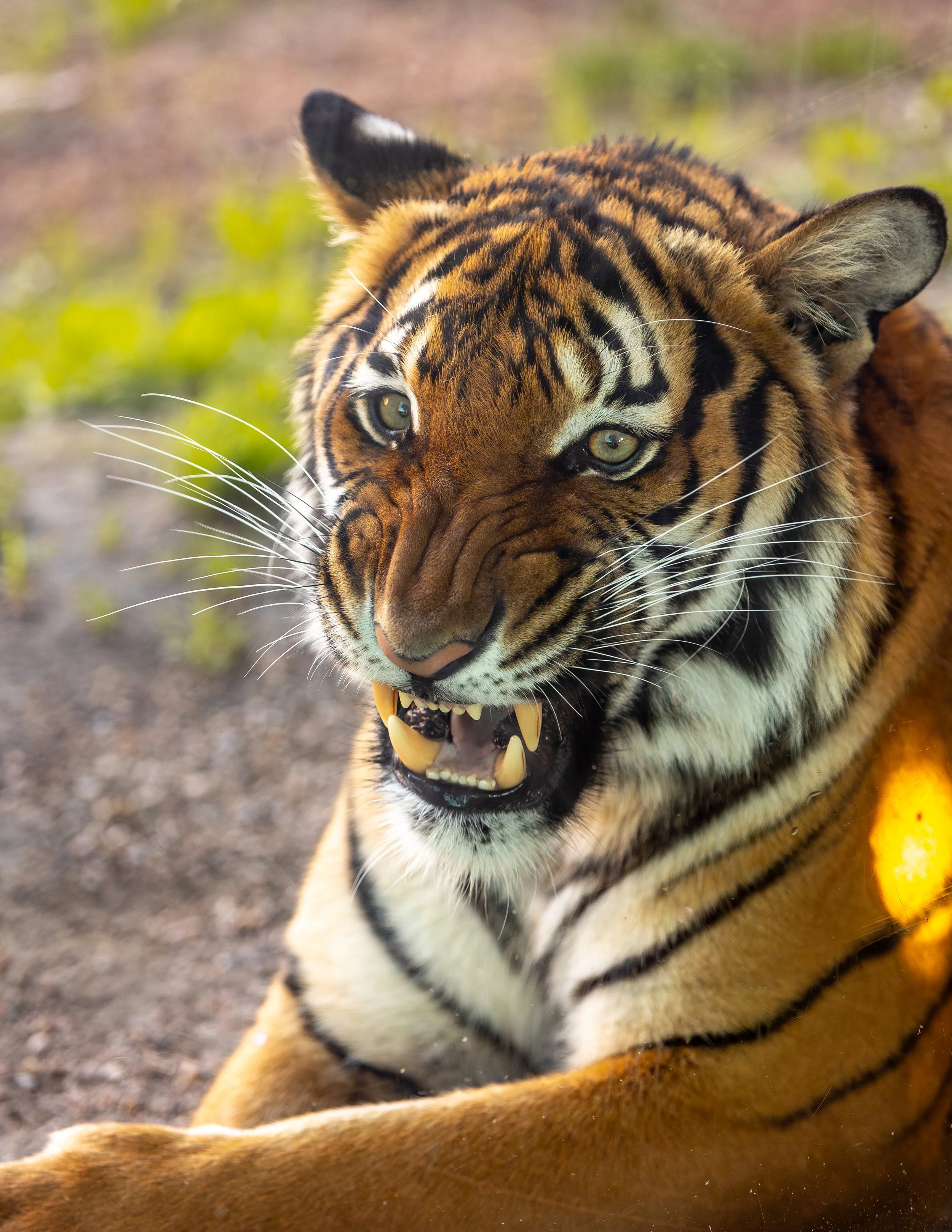 240319_SPF_Tiger_CoverPhoto_Denoised-1.jpg