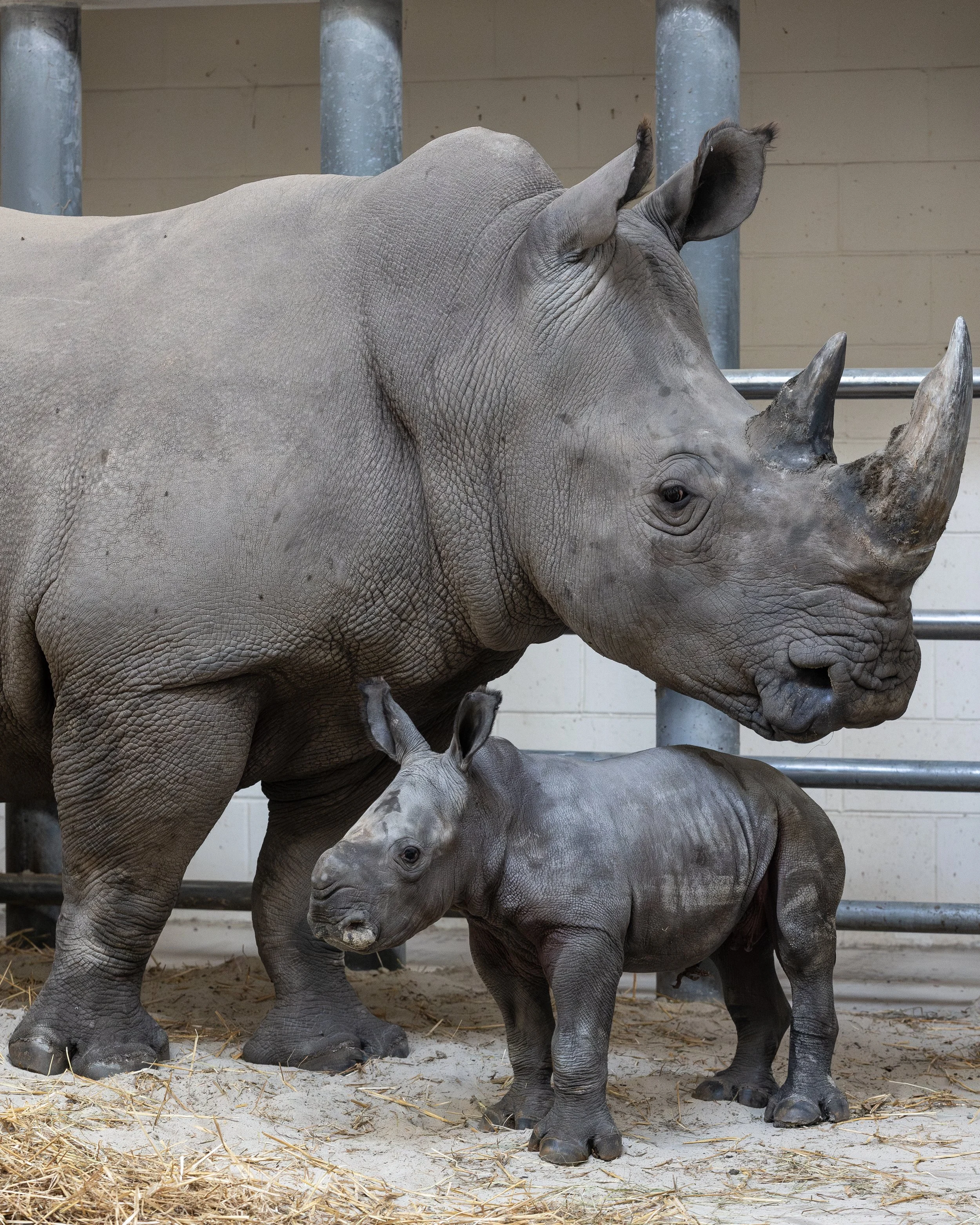 231113_SPF_RhinoCalf_FullRes-1.jpg