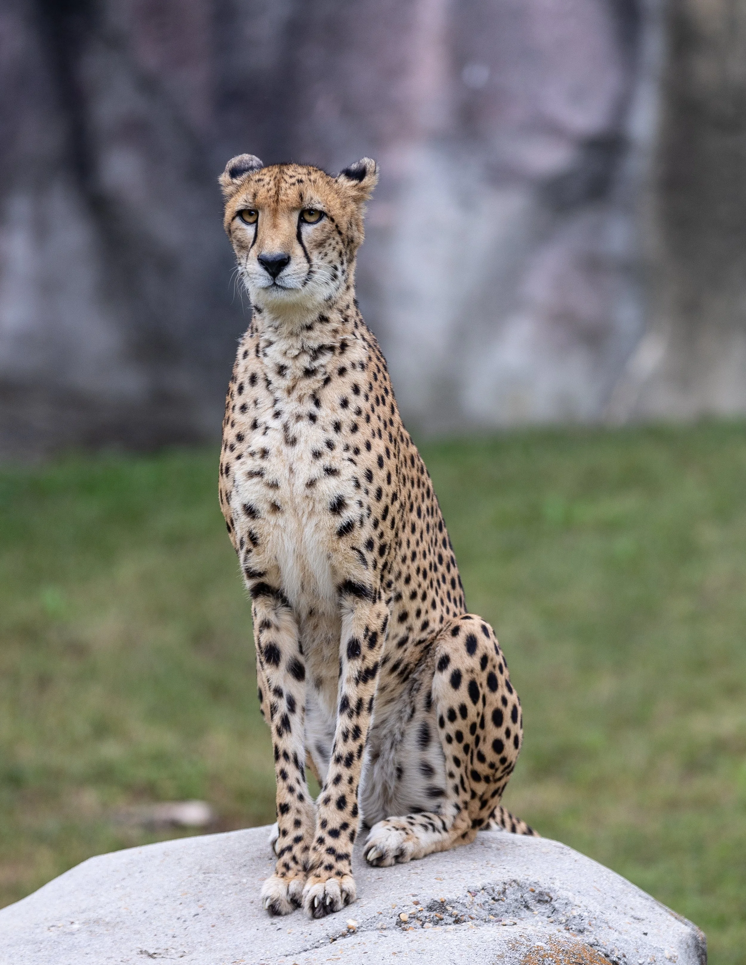 231017_SPF_Cheetah_FullRes-1.jpg