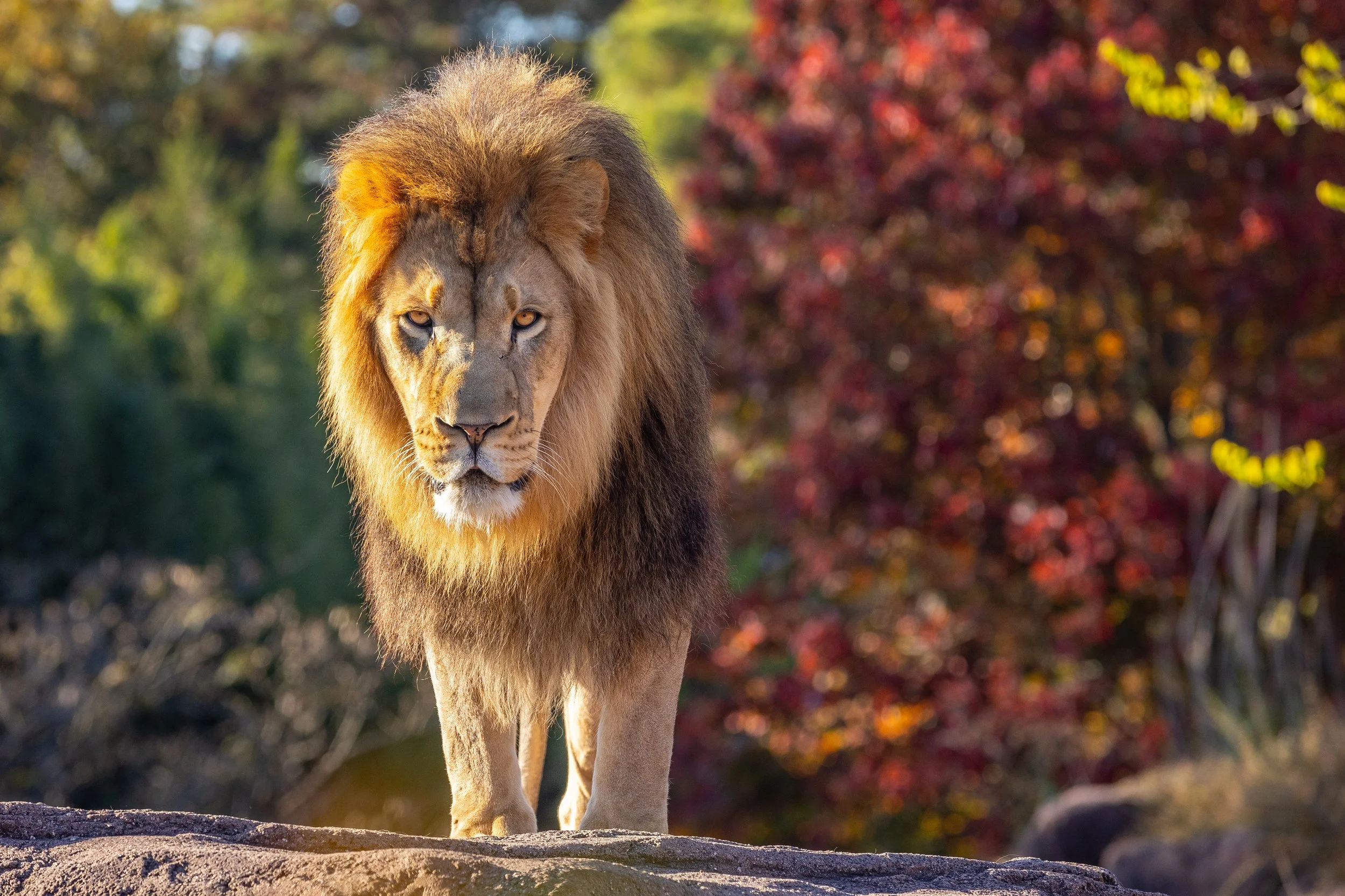231108_SPF_Ansel_Lion-1.jpg
