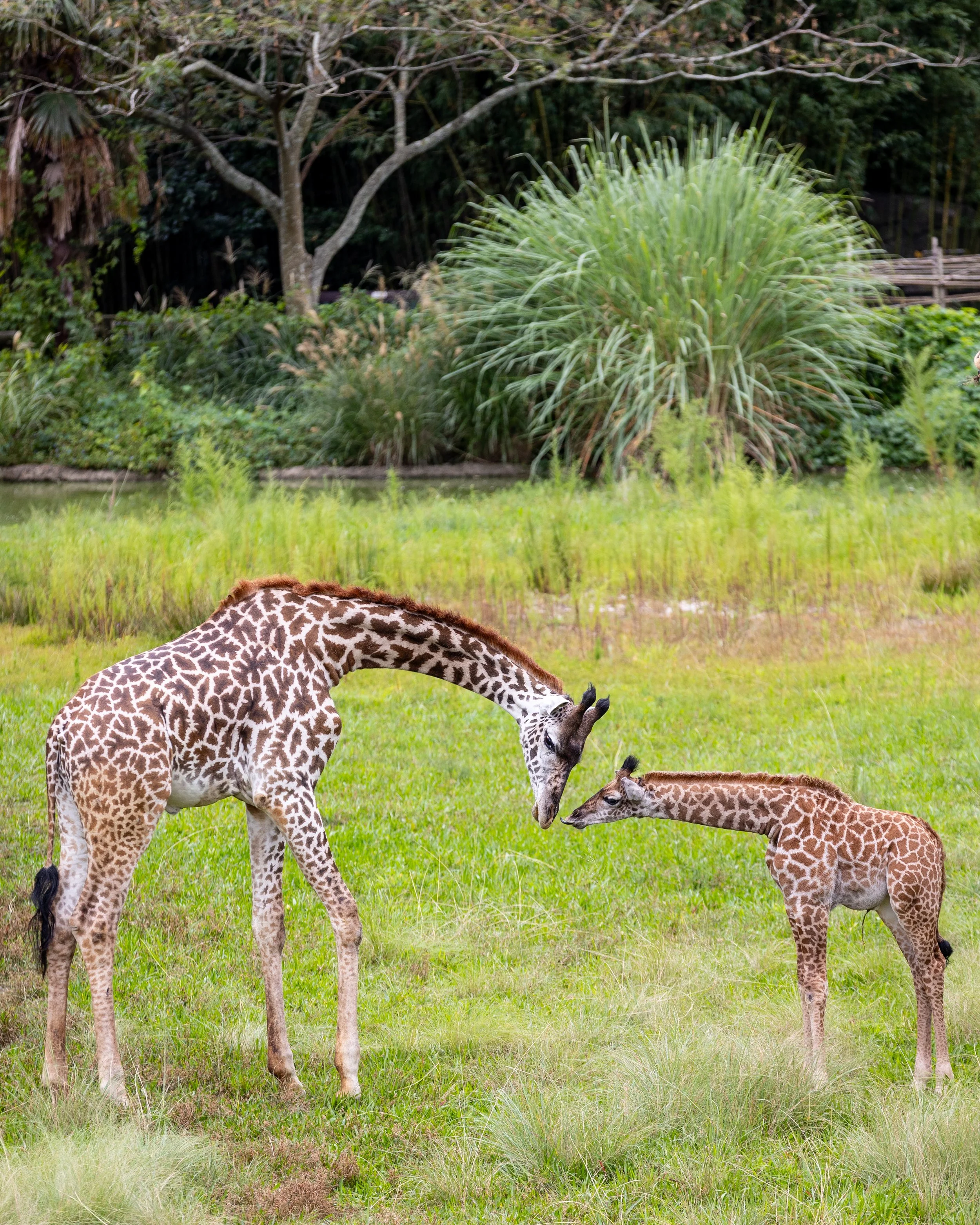 230925_SPF_Giraffe-1.jpg