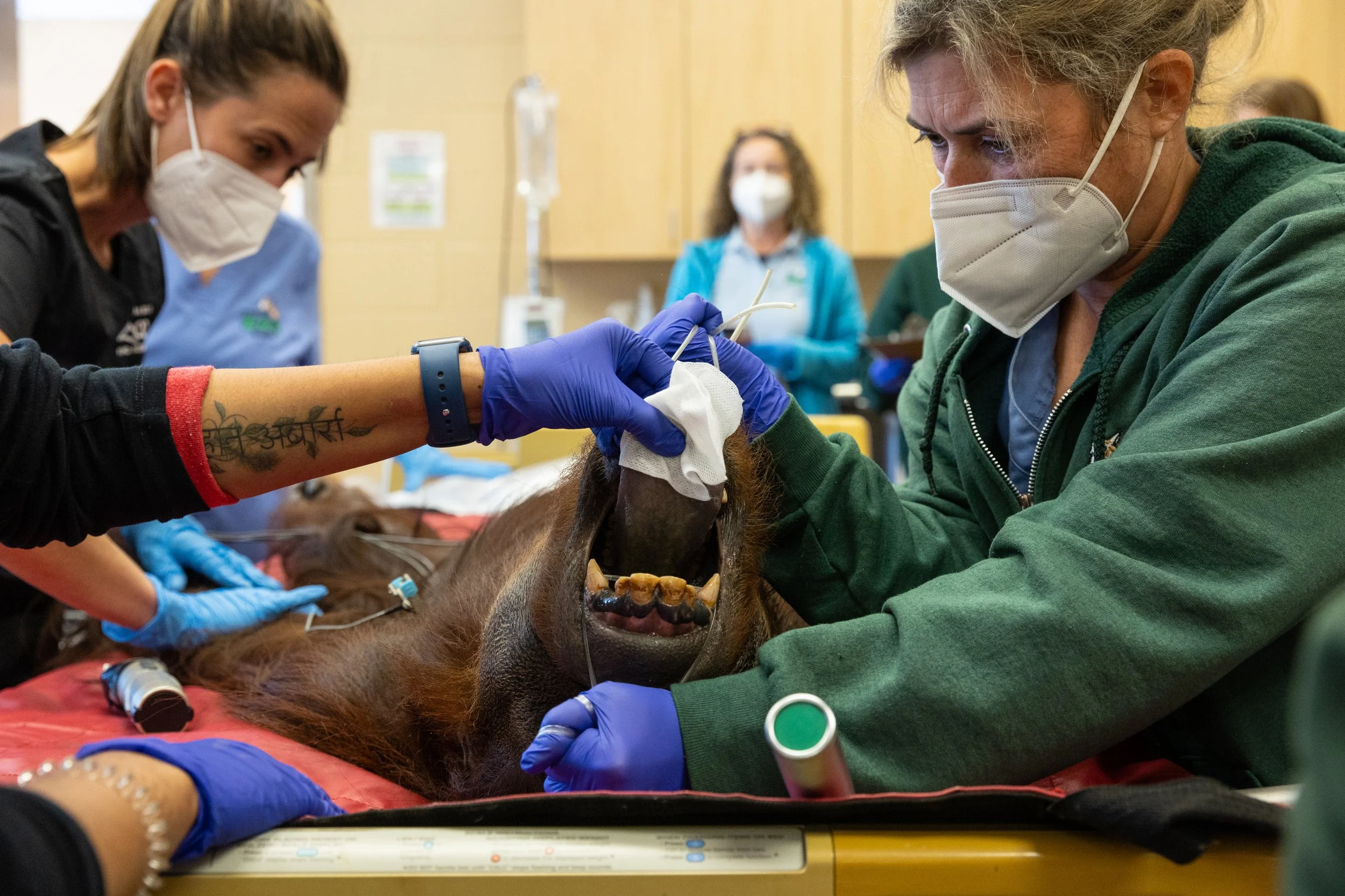 231024_SPF_OrangutanExams-12.jpg