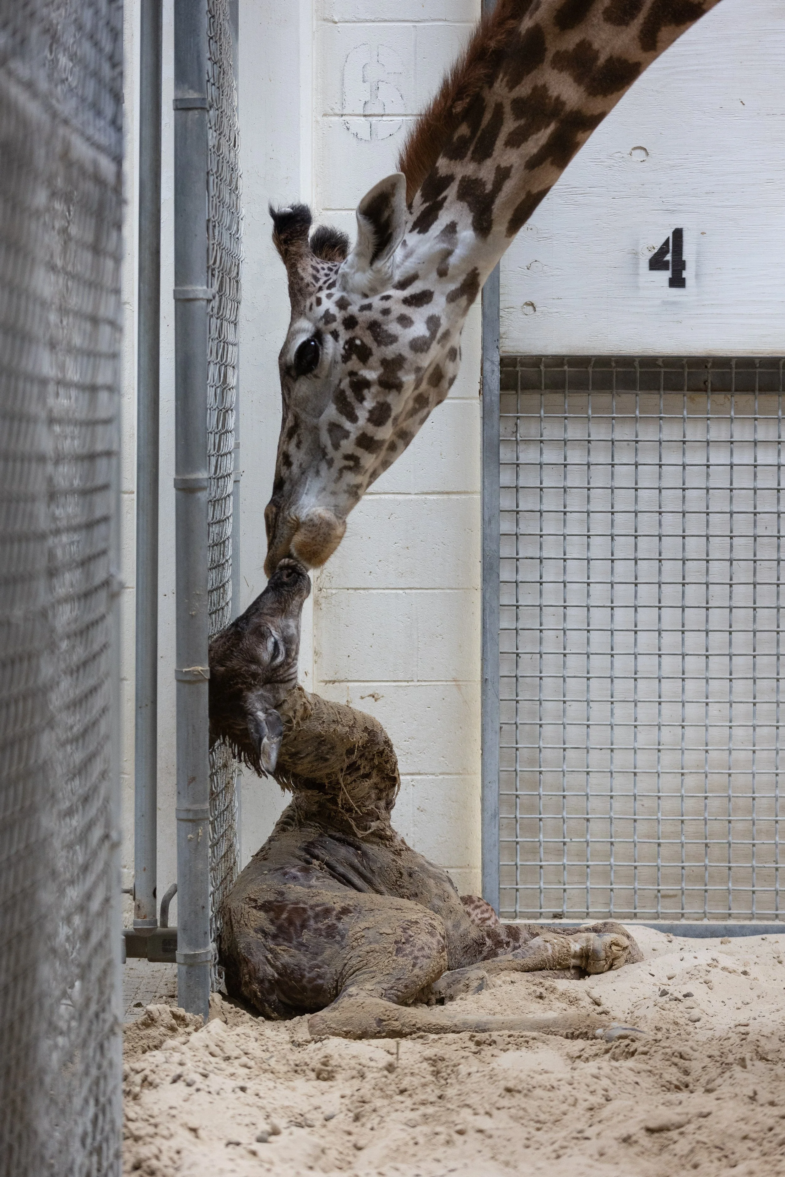 230824_SPF_GiraffeBirth-15.jpg