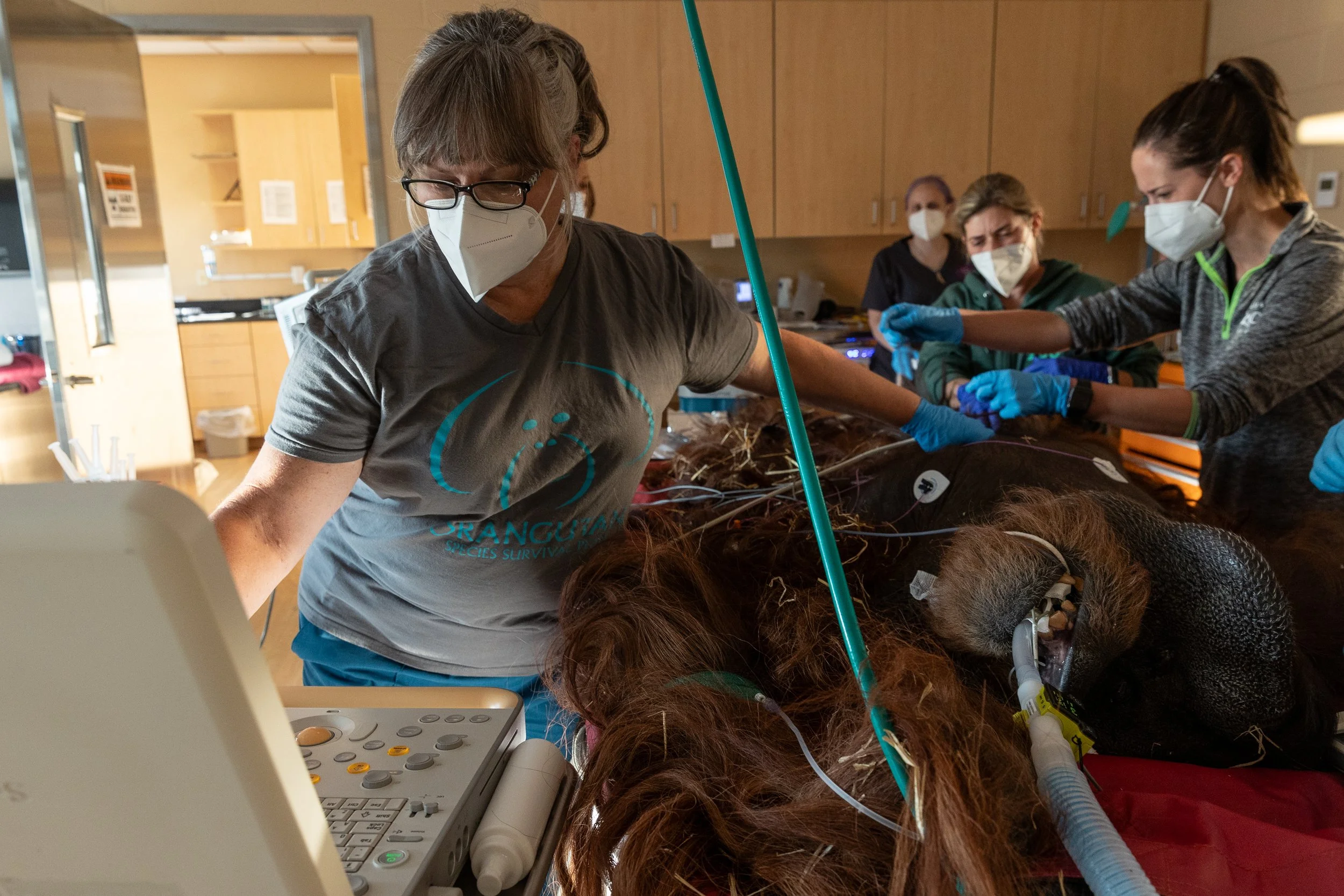 231024_SPF_OrangutanExams-1.jpg