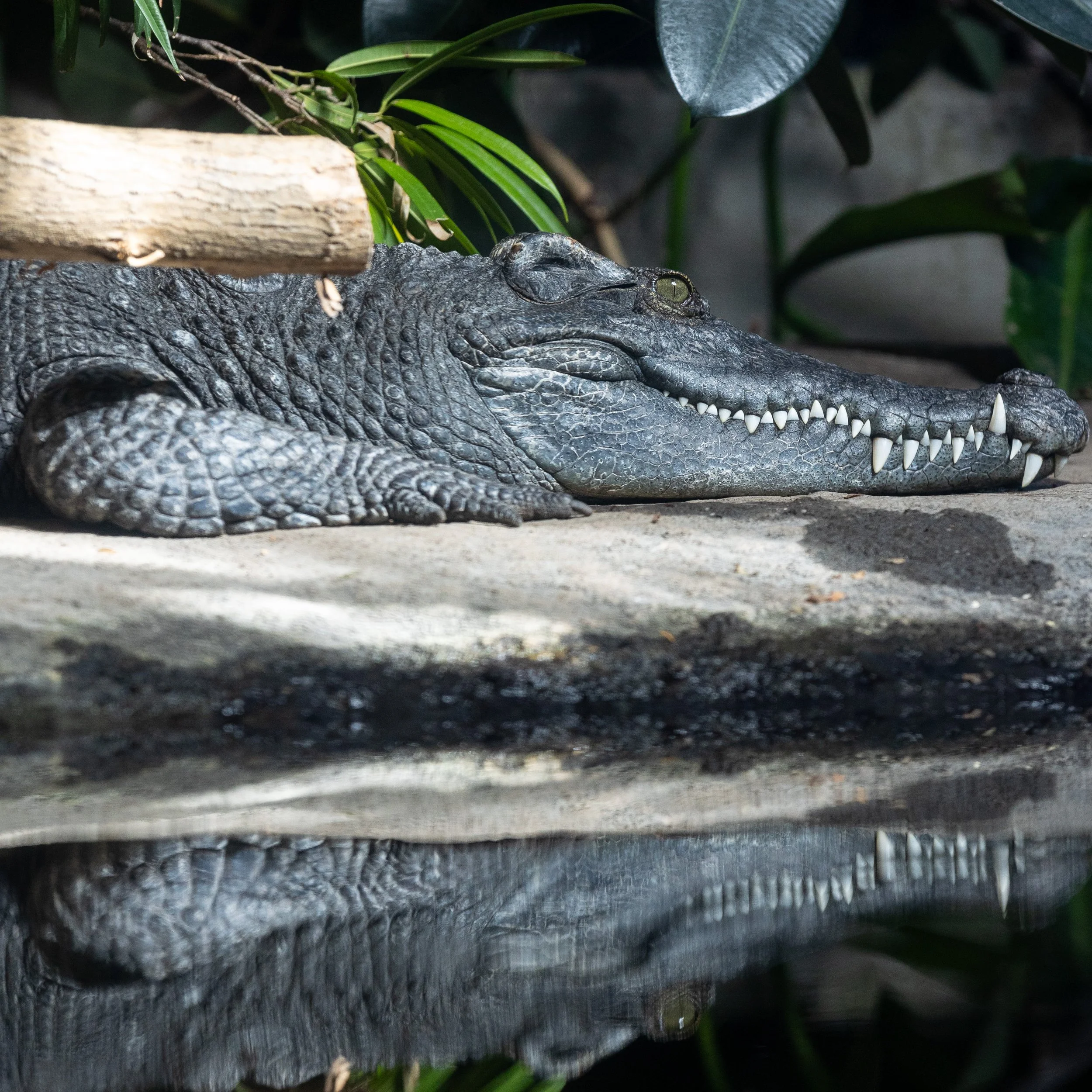 231103_SPF_SiameseCrocodile-1.jpg