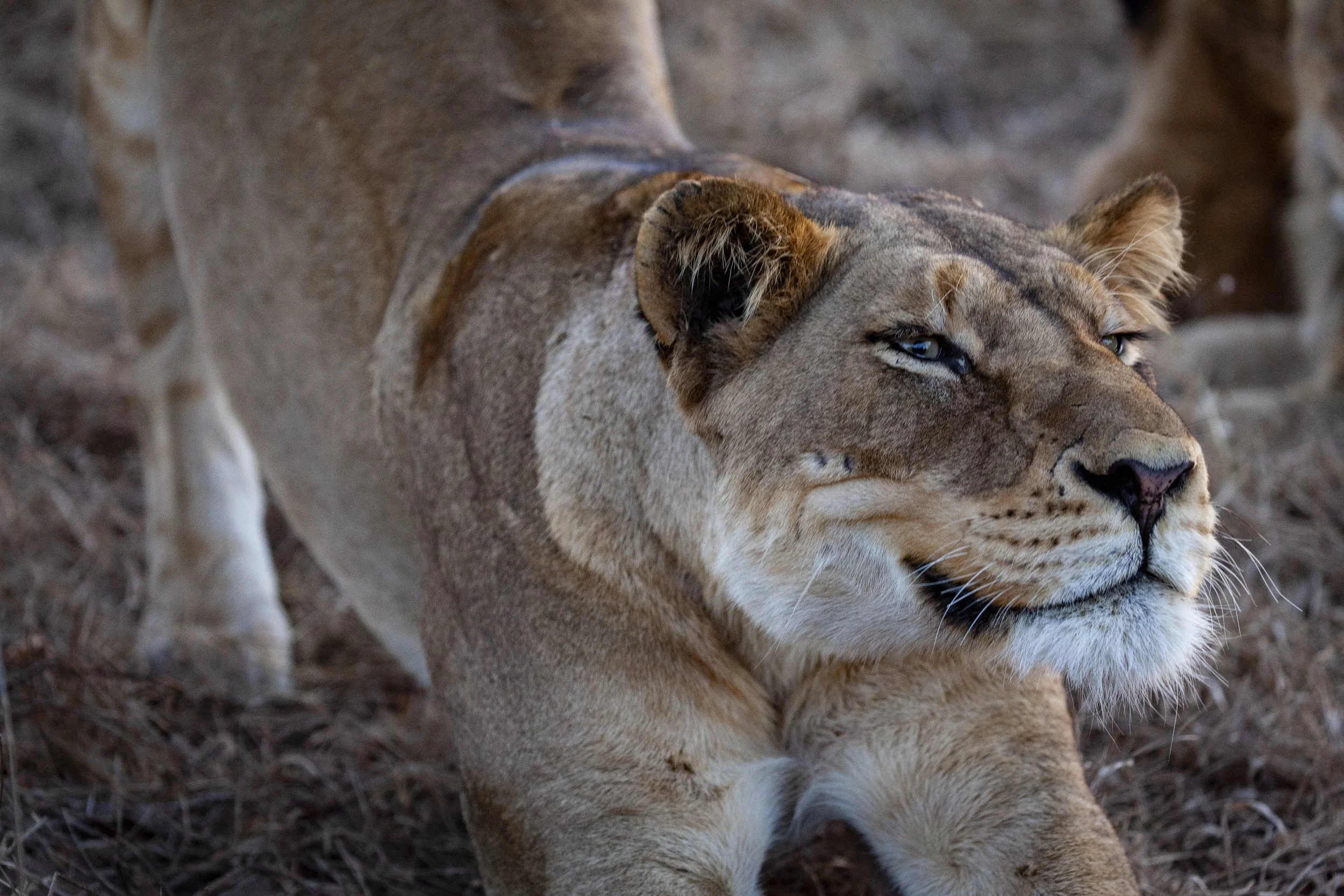 210731_lions_lightened-4.jpg